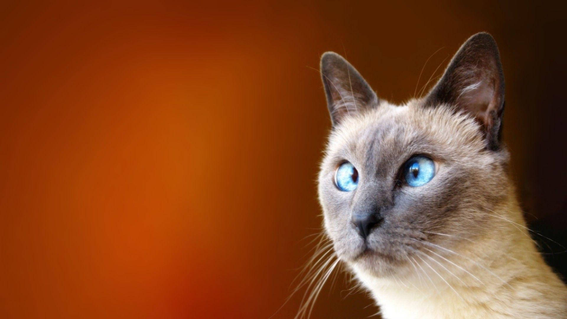 Komik Şaşı Kedi Duvar Kağıdı