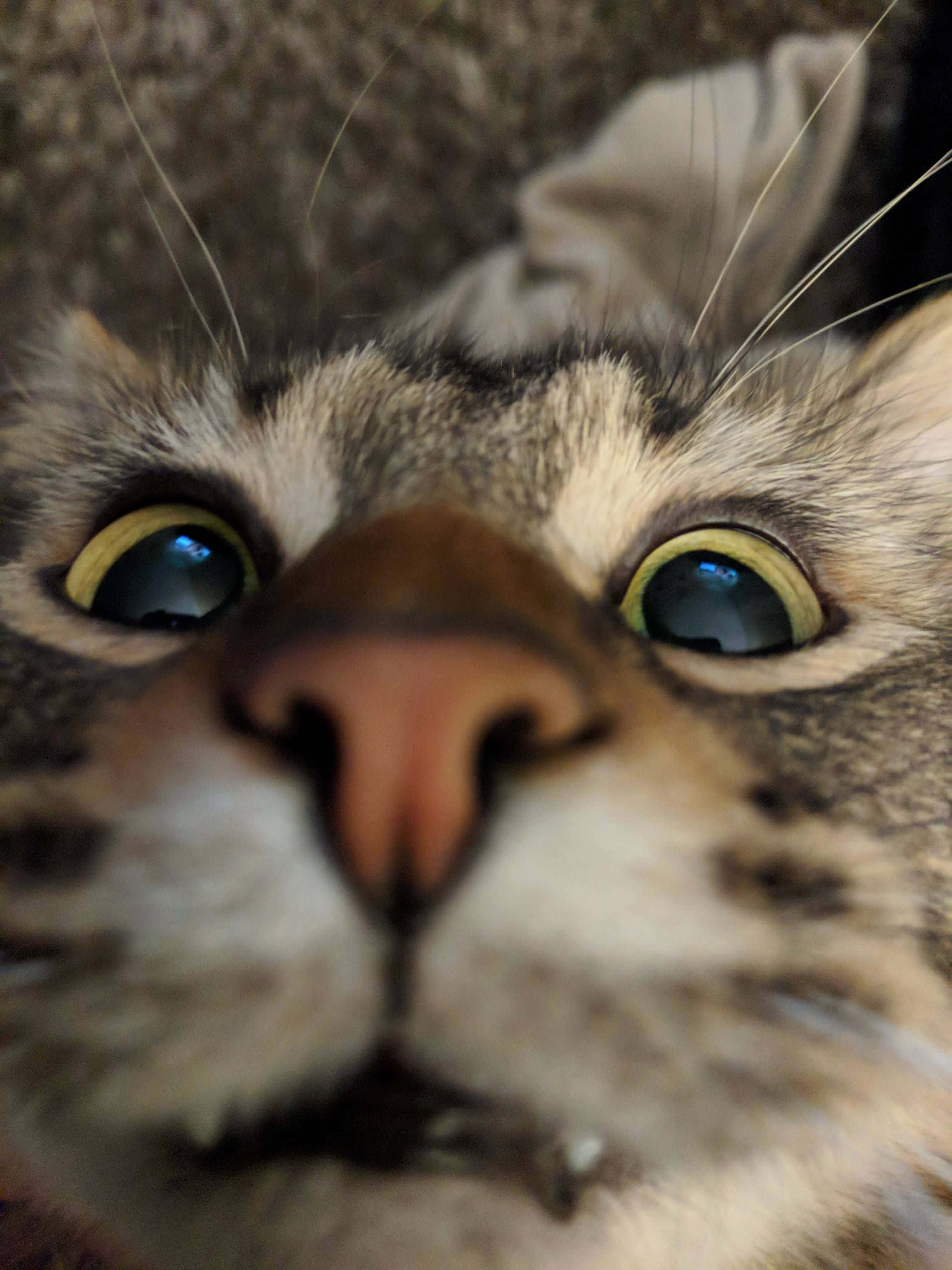 Komik Suratlı Sevimli Kedi Profil Fotoğrafı Duvar Kağıdı