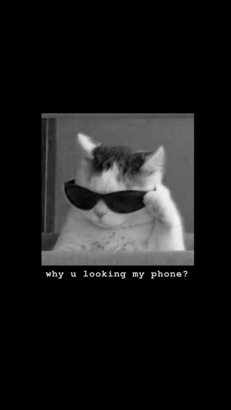Komik Telefonumdan Uzak Dur Gözlüklü Kedi Duvar Kağıdı