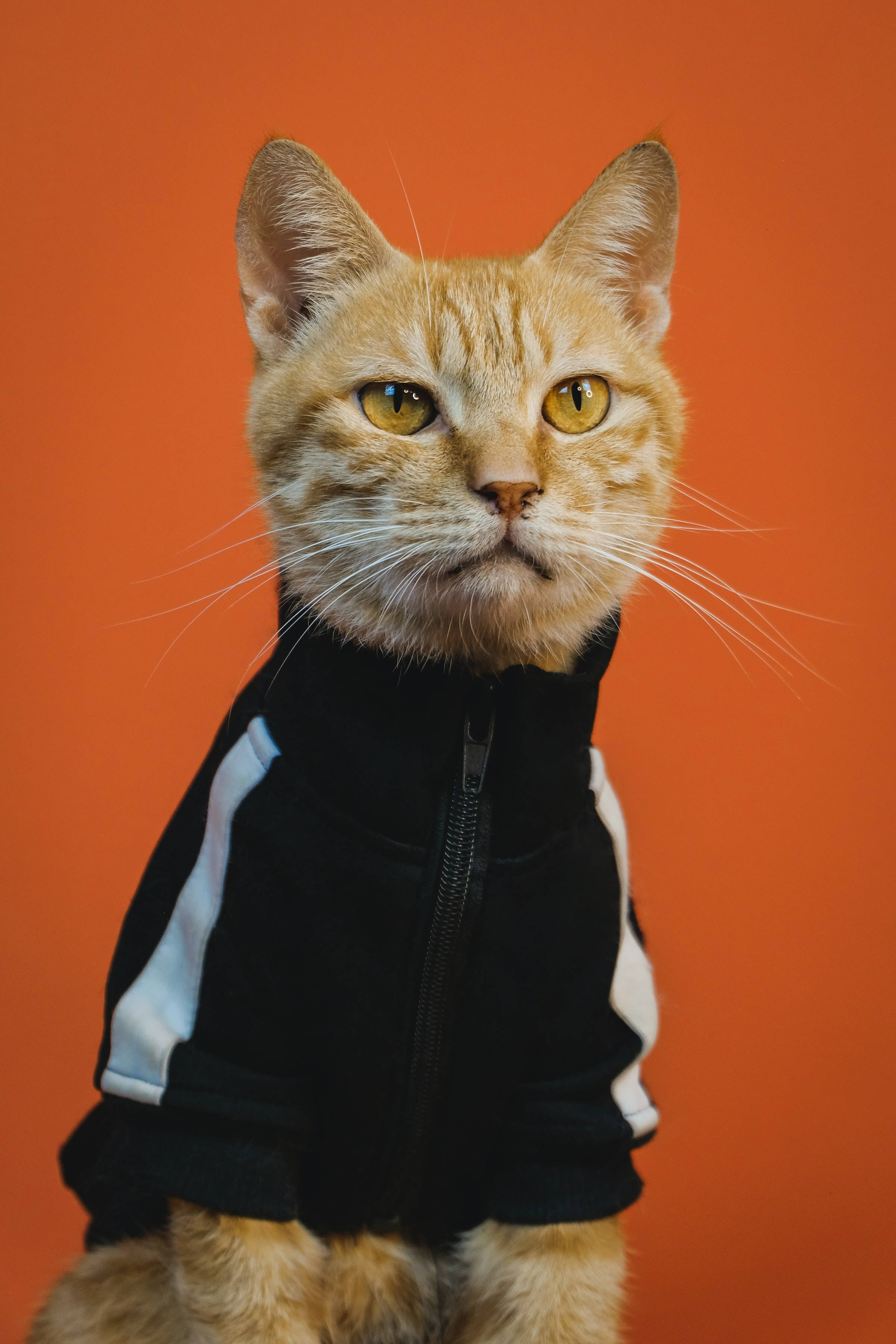 Komik Turuncu Tekir Kedi Profil Fotoğrafı Duvar Kağıdı