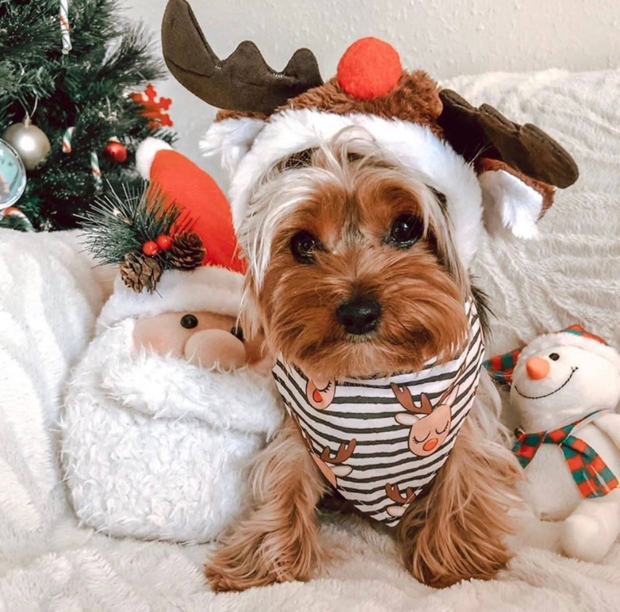 Köpeğin Şık Noel'i Duvar Kağıdı