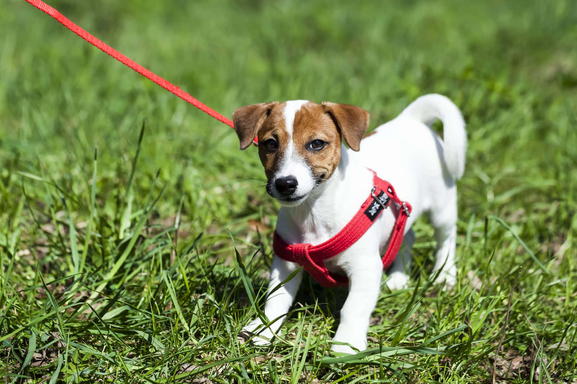 Koşum Takımlı Küçük Jack Russell Terrier Köpek Resmi Duvar Kağıdı