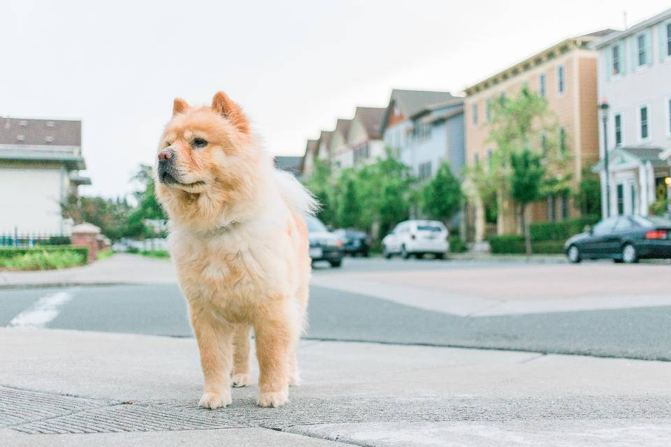 Köydeki Açık Kahverengi Sevimli Köpek Yavrusu Duvar Kağıdı