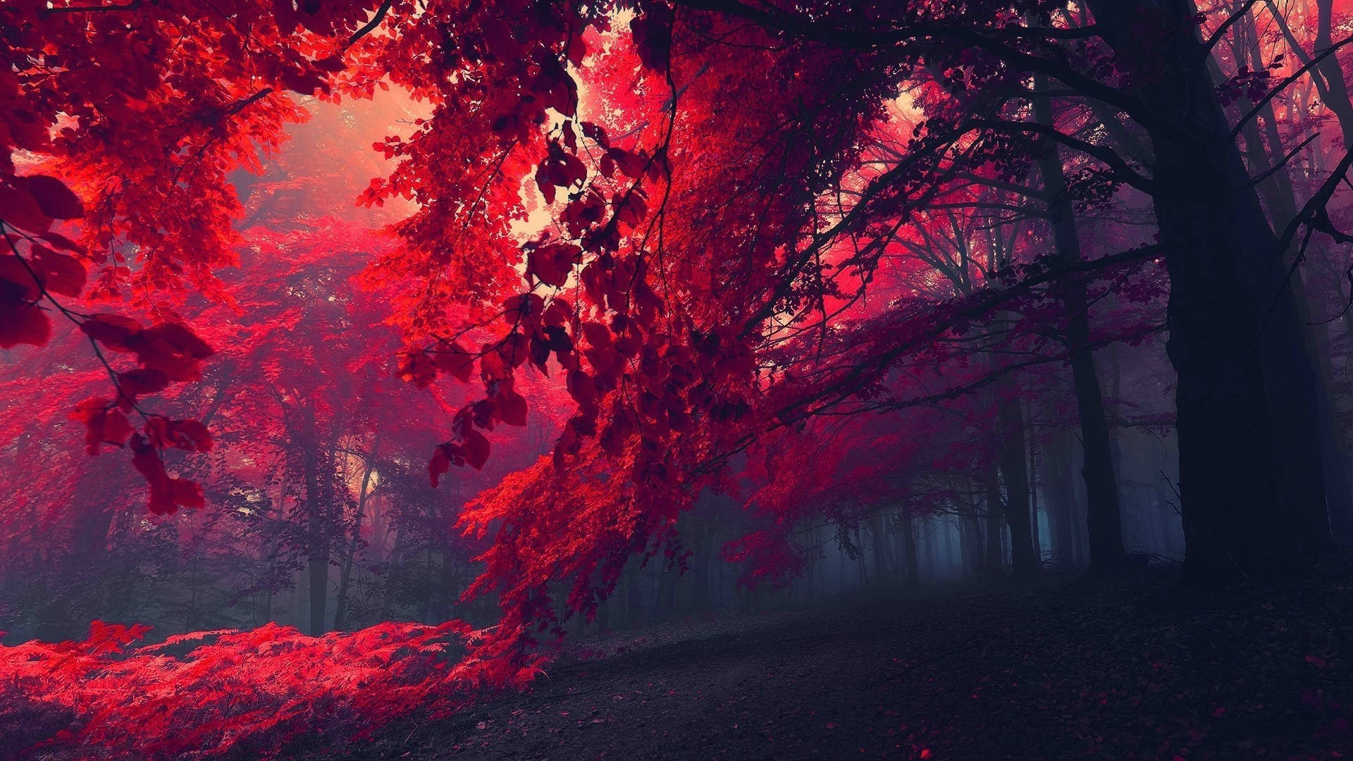 Koyu Kırmızı Orman Fotoğrafı Duvar Kağıdı