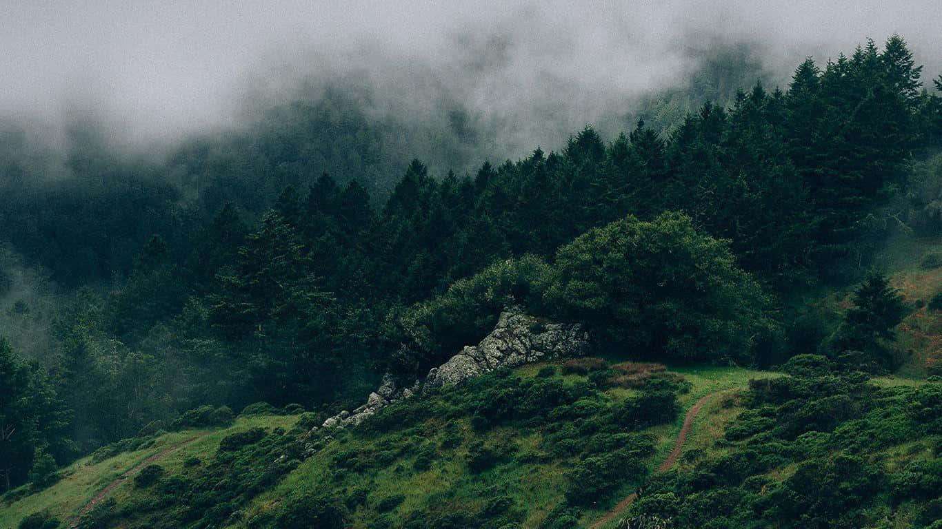 Koyu Yeşil Orman Huzuru Duvar Kağıdı