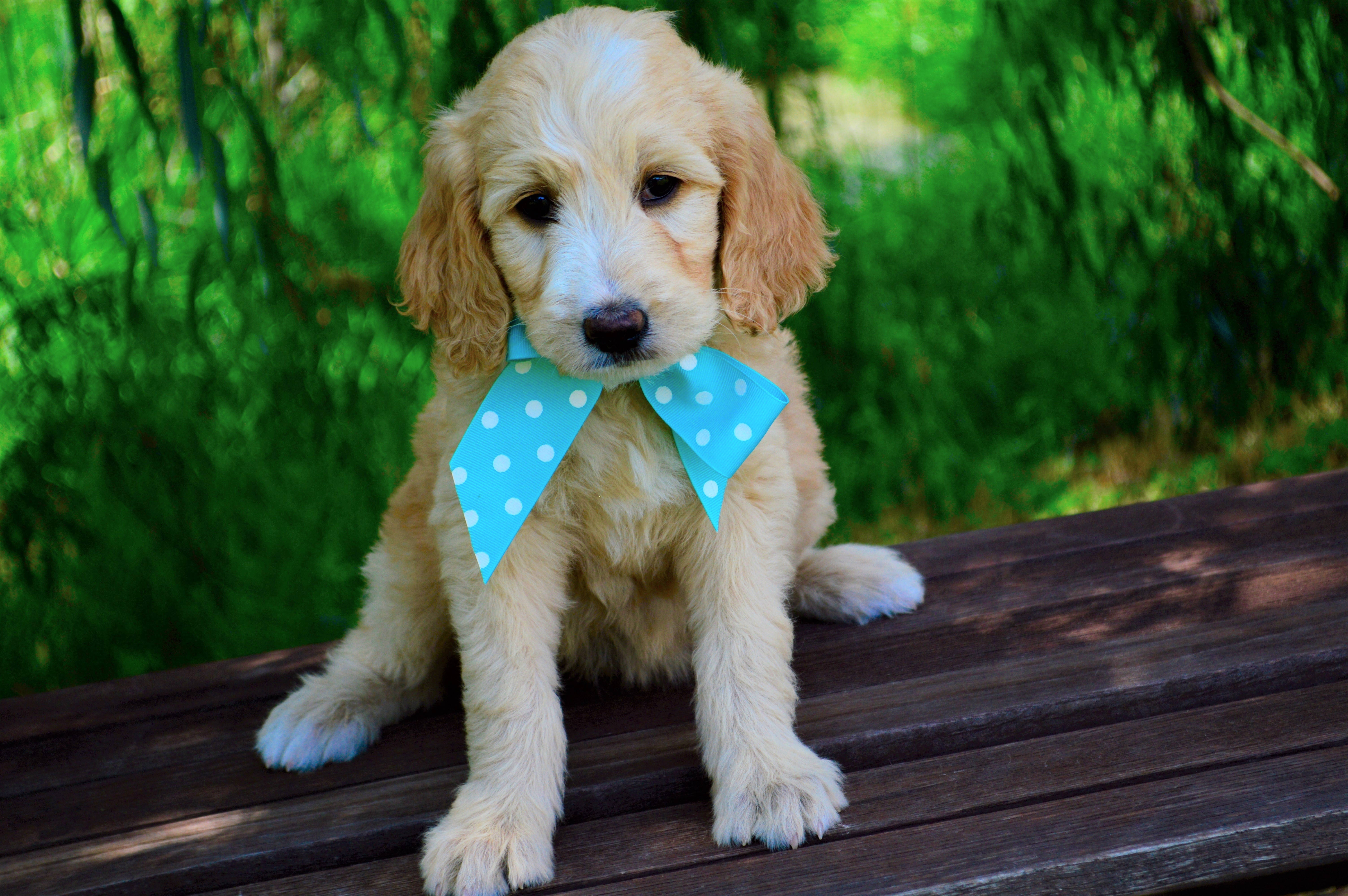 Kravatlı Sevimli Goldendoodle Yavrusu Duvar Kağıdı