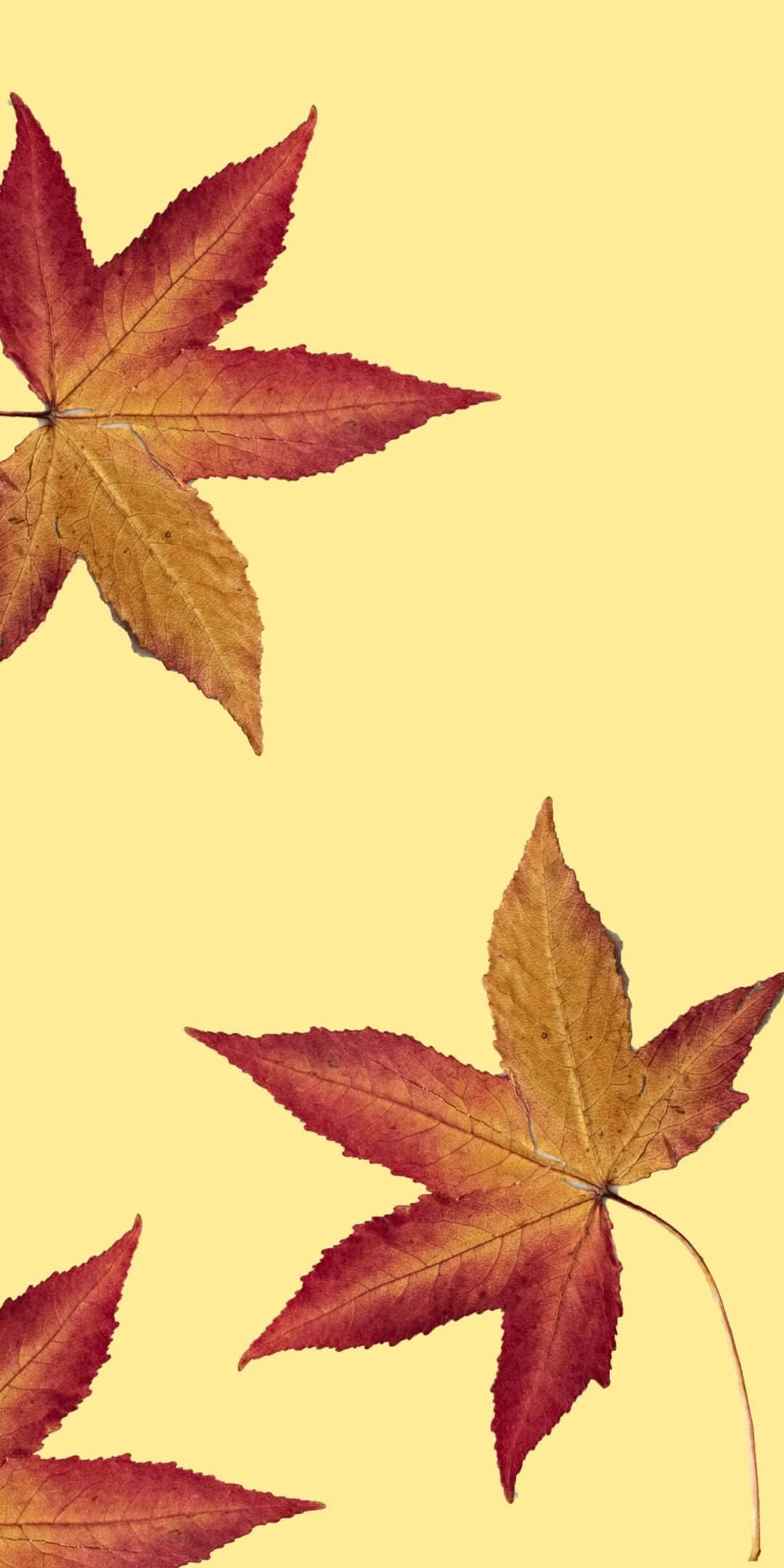 Kırmızı Akçaağaç Yaprakları Android Sonbahar Duvar Kağıdı