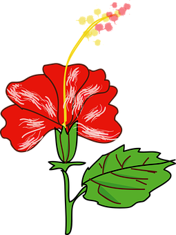 Kırmızı Hibiskus Vektör İllüstrasyonu Duvar Kağıdı