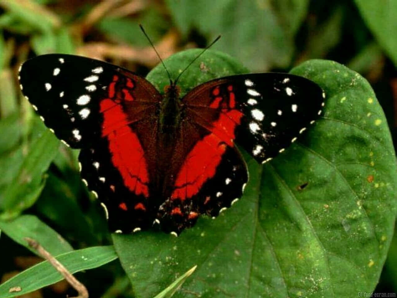 Kırmızı Kelebek Yaprakta Duvar Kağıdı