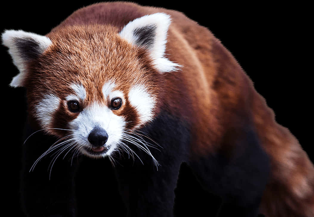 Kırmızı Panda Portresi Siyah Arkaplan.JPG Duvar Kağıdı