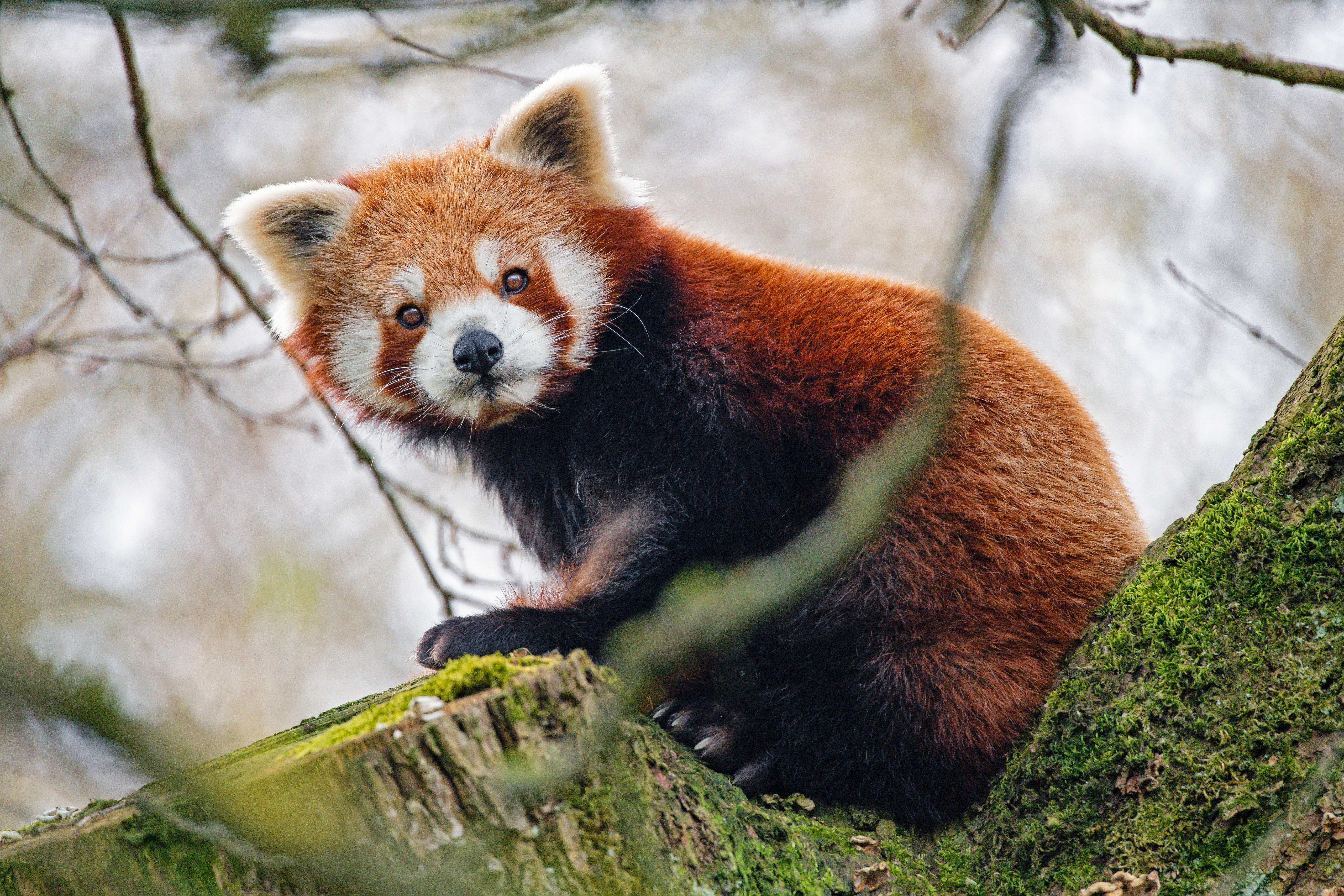 Kırmızı Panda Yan Bakış Duvar Kağıdı