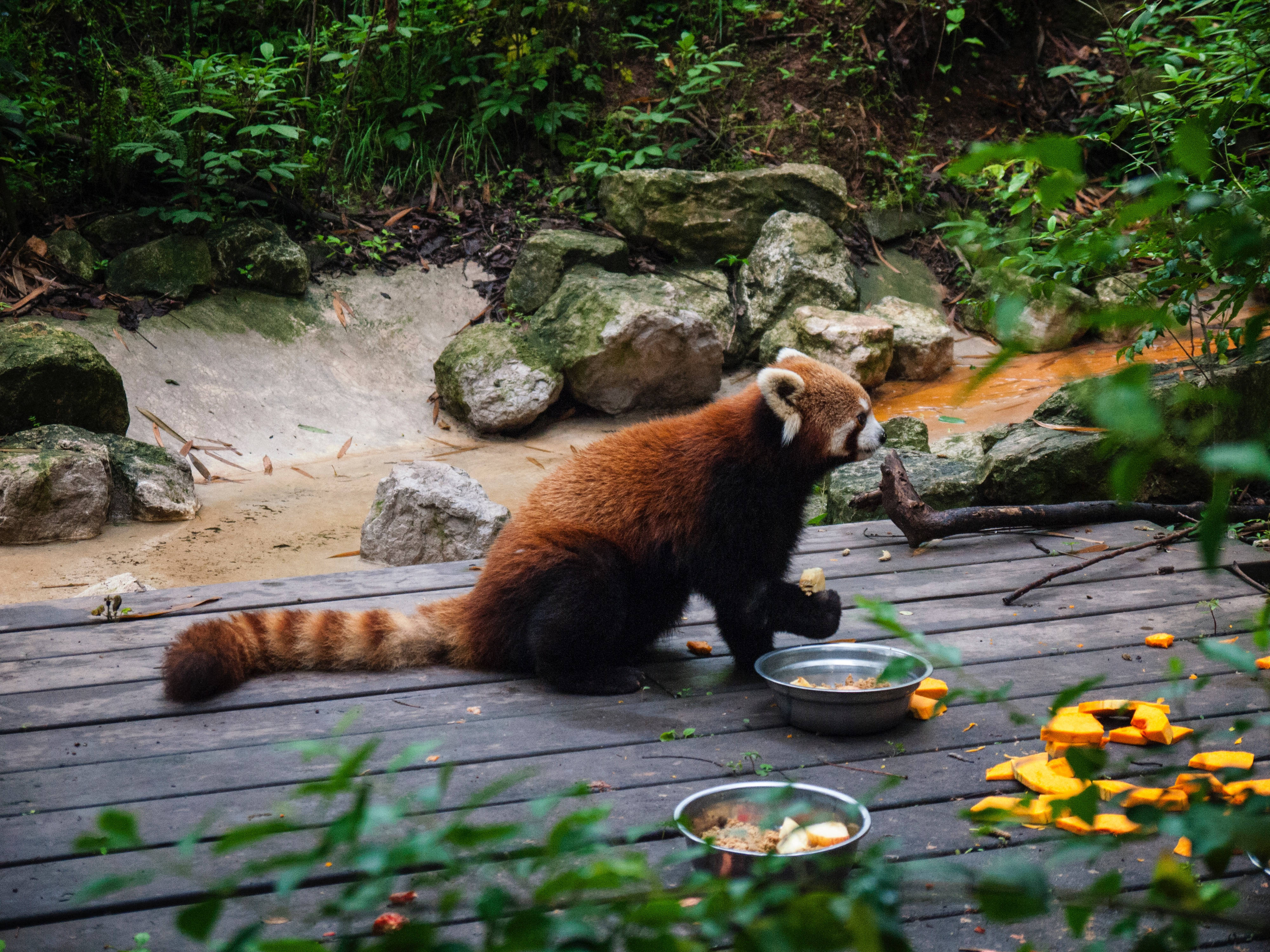 Kırmızı Panda Yemek Zamanı Duvar Kağıdı