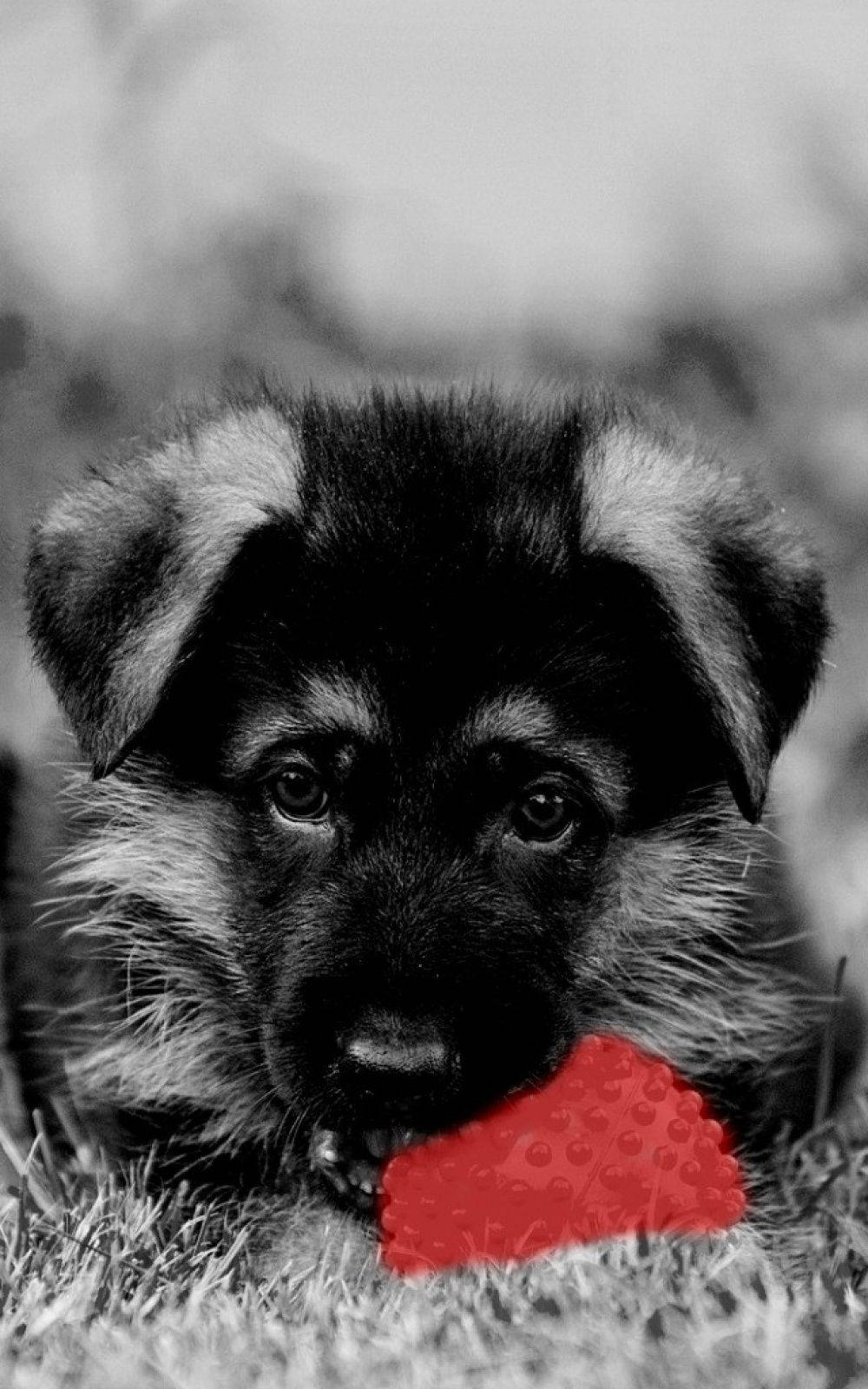 Kırmızı Topla Oynayan Siyah Beyaz Köpek Duvar Kağıdı