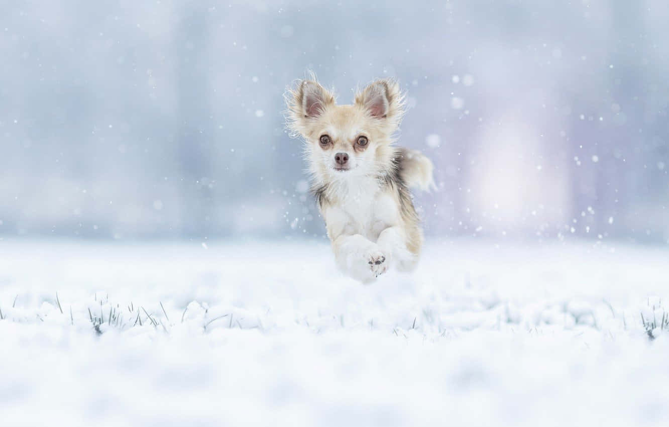 Kışın Zıplayan Chihuahua Köpek Duvar Kağıdı