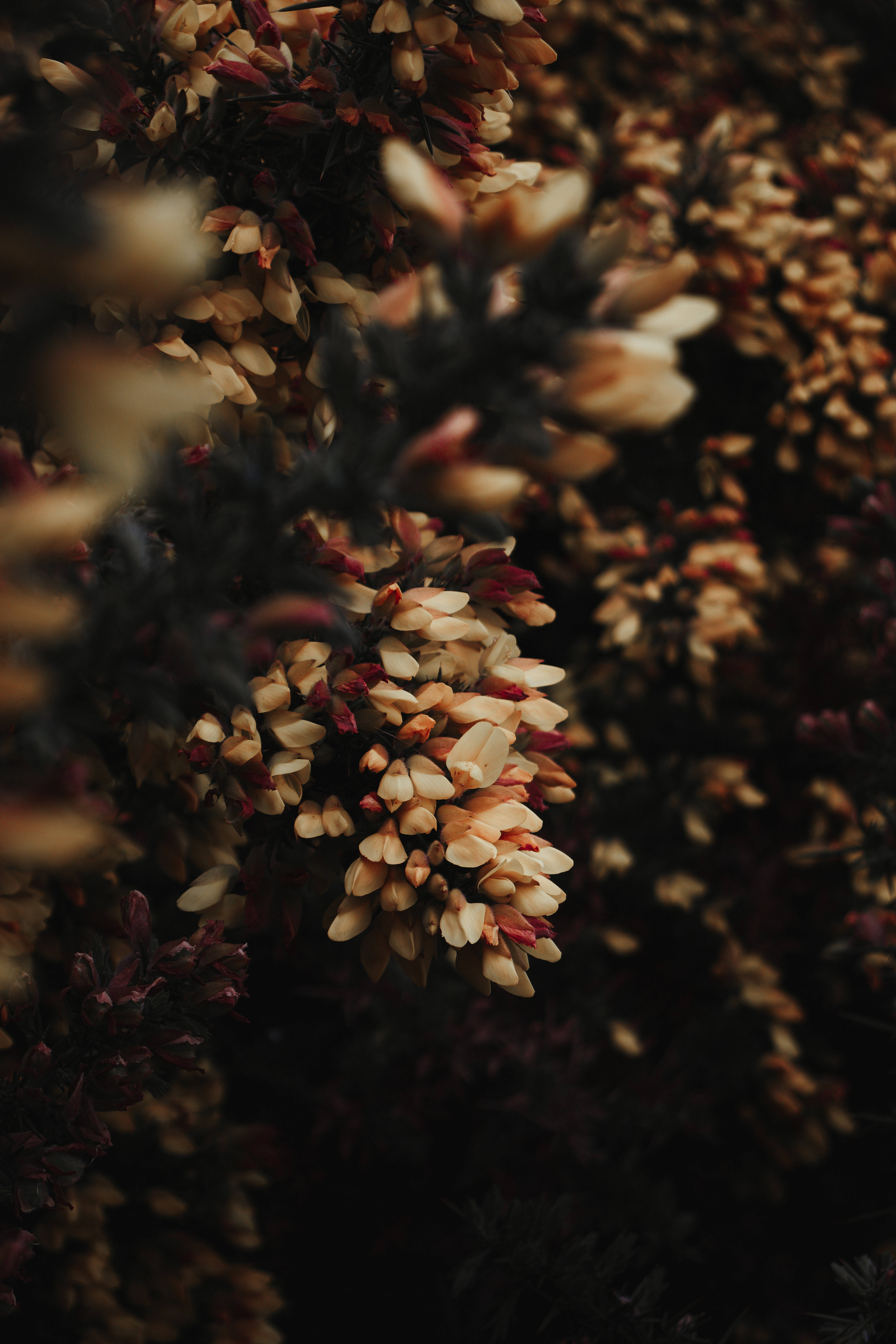 Küçük Beyaz Çiçekler Floral iPhone Duvar Kağıdı