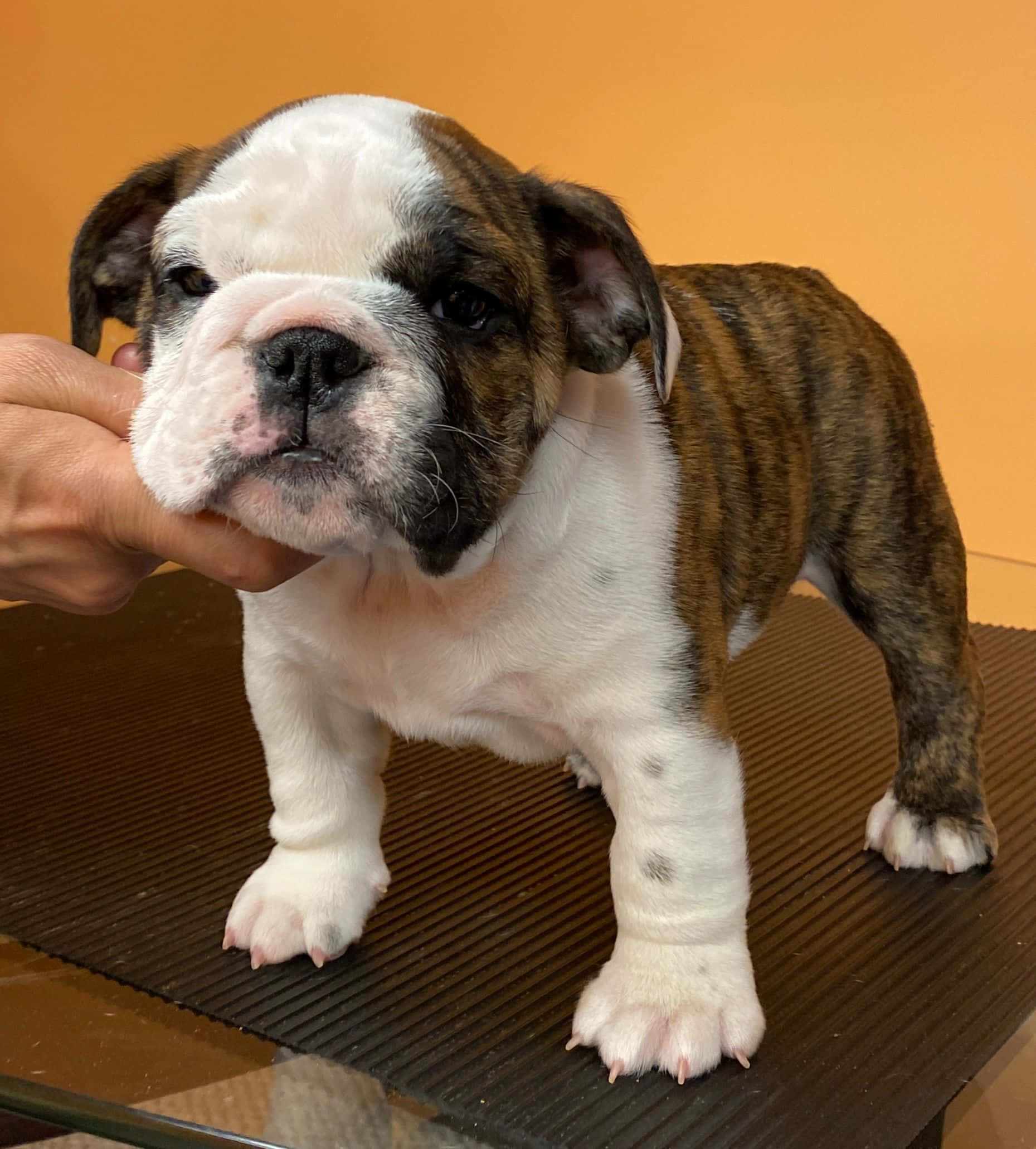 Küçük bir bulldog yavrusu bir kişi tarafından seviliyor Duvar Kağıdı