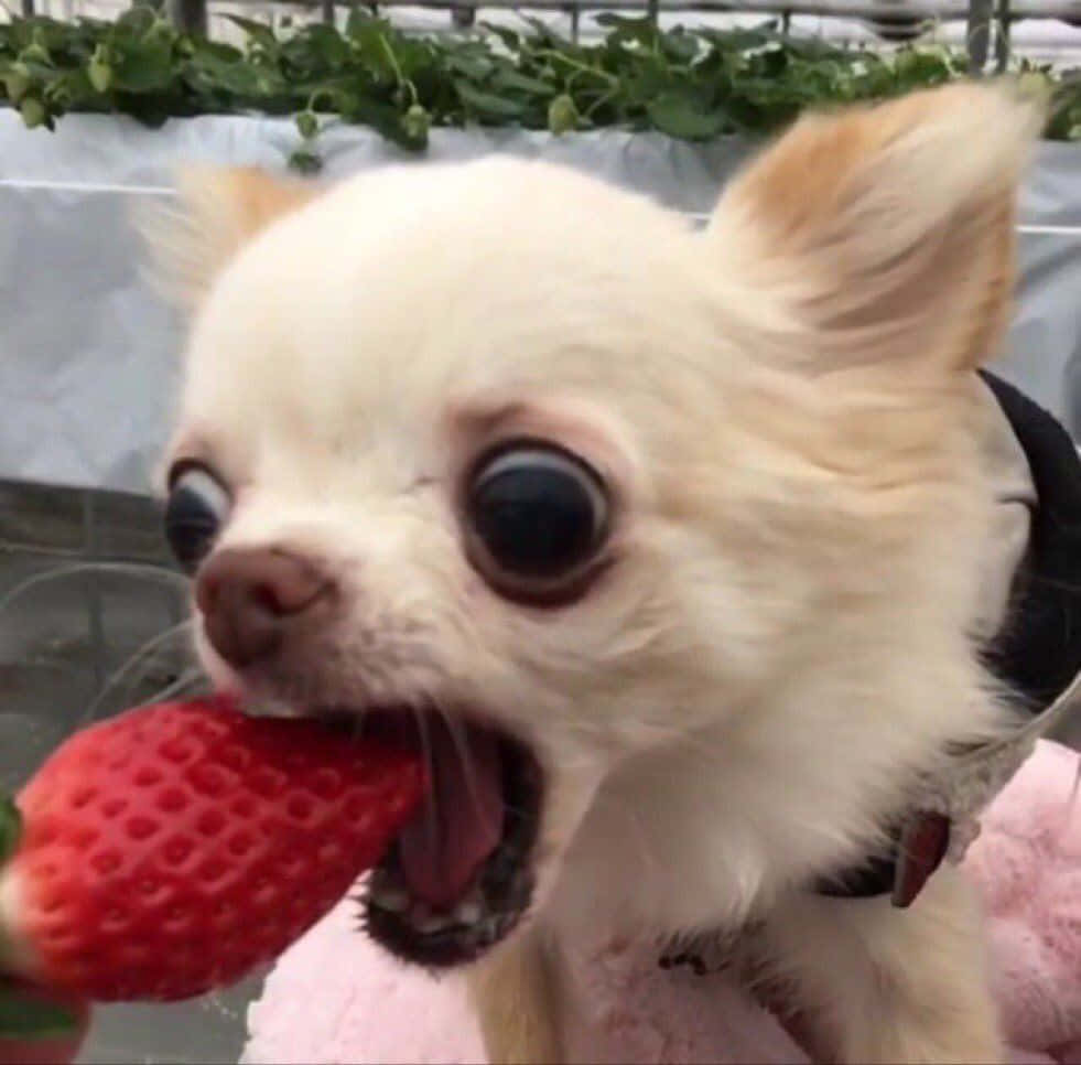 küçük bir chihuahua köpeği çilek yiyor Duvar Kağıdı