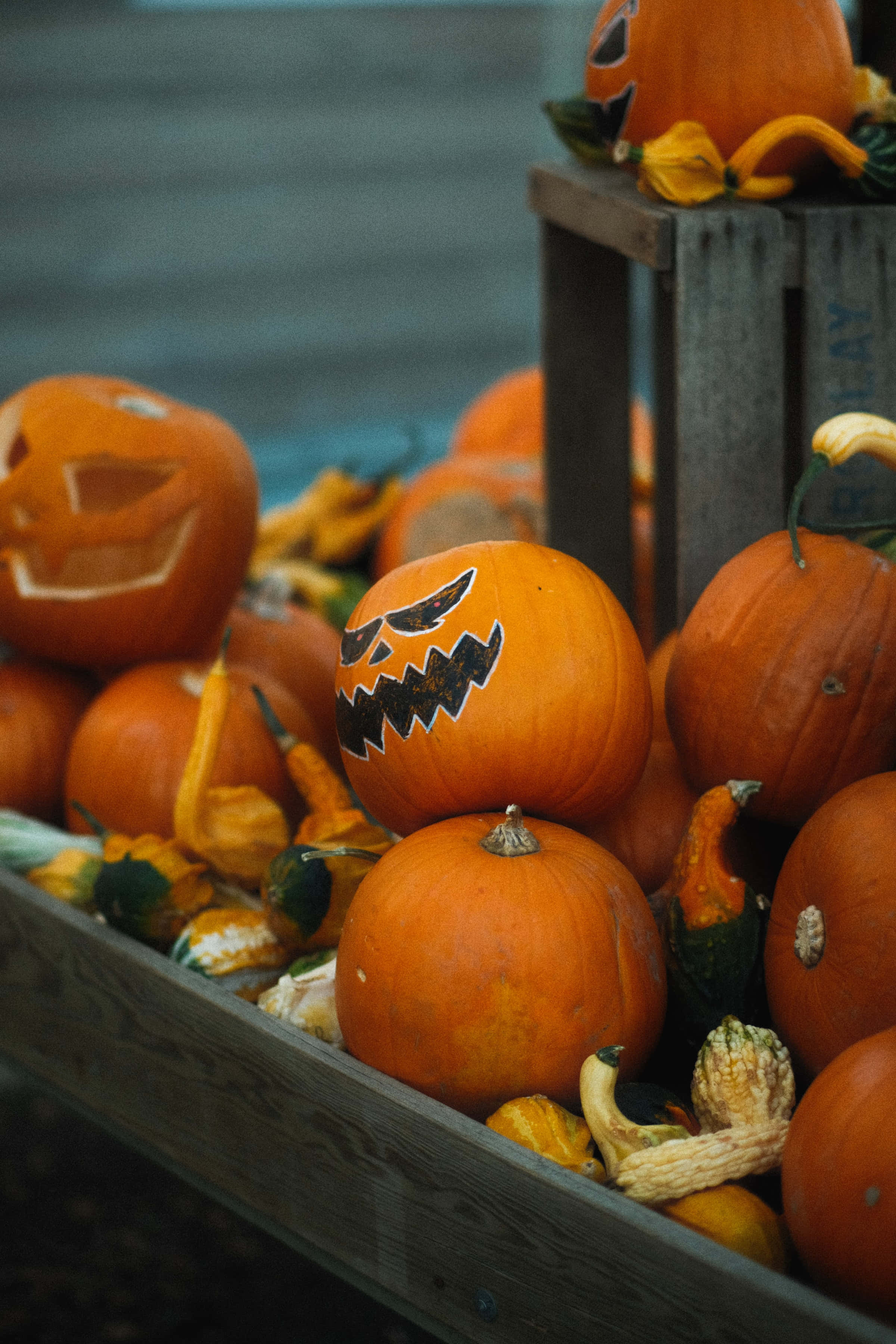 Küçük Jack-O-Lantern Yüksek Çözünürlüklü Cadılar Bayramı Arkaplanı Duvar Kağıdı