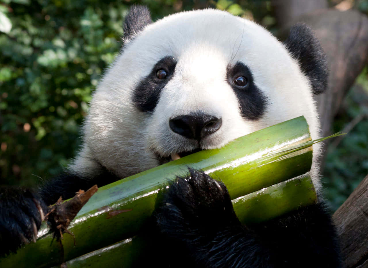 Küçük Panda Yavrusu Öğle Vakti Oyun Oynuyor Duvar Kağıdı