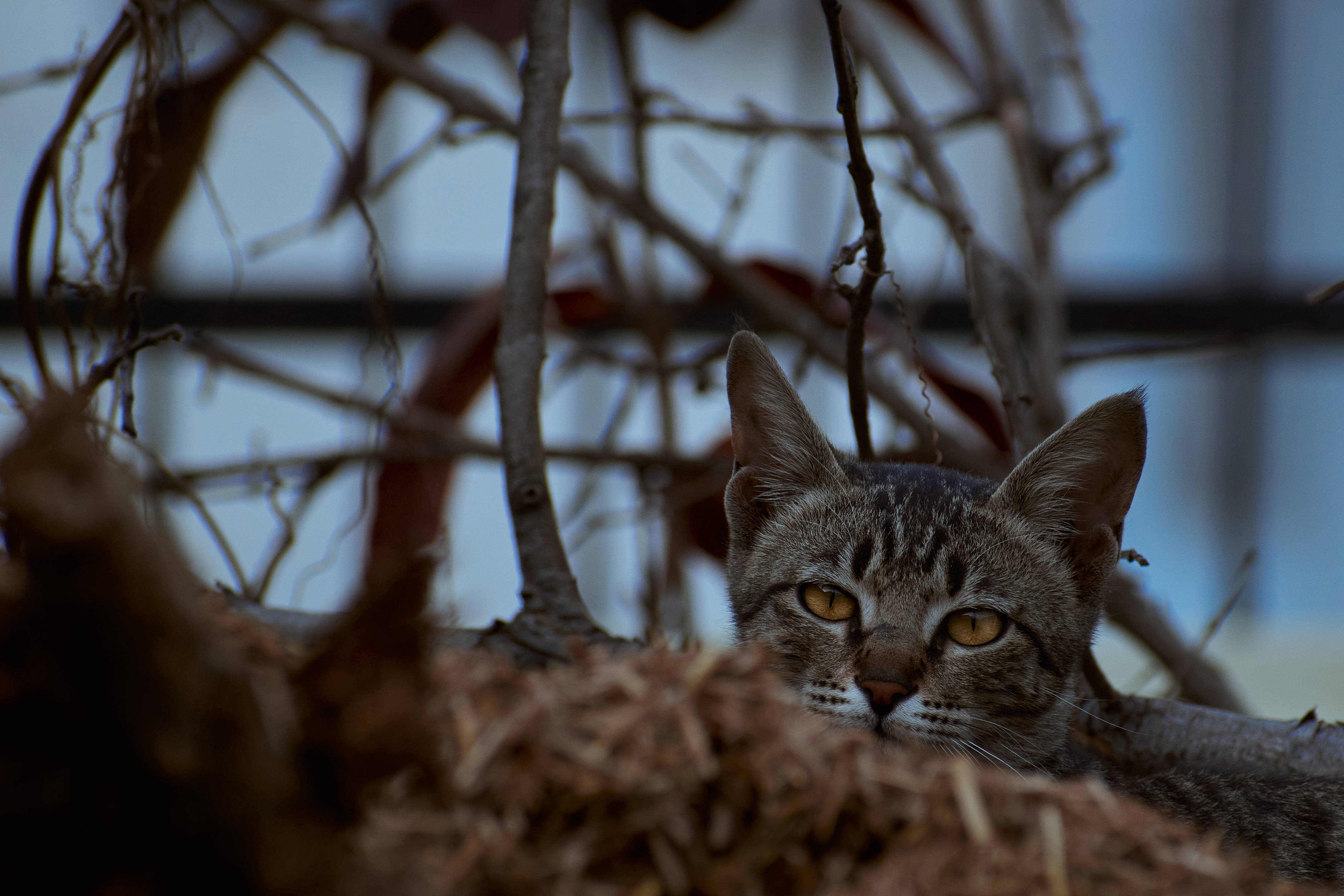 Kuru Otların Arasında Estetik Kedi Duvar Kağıdı