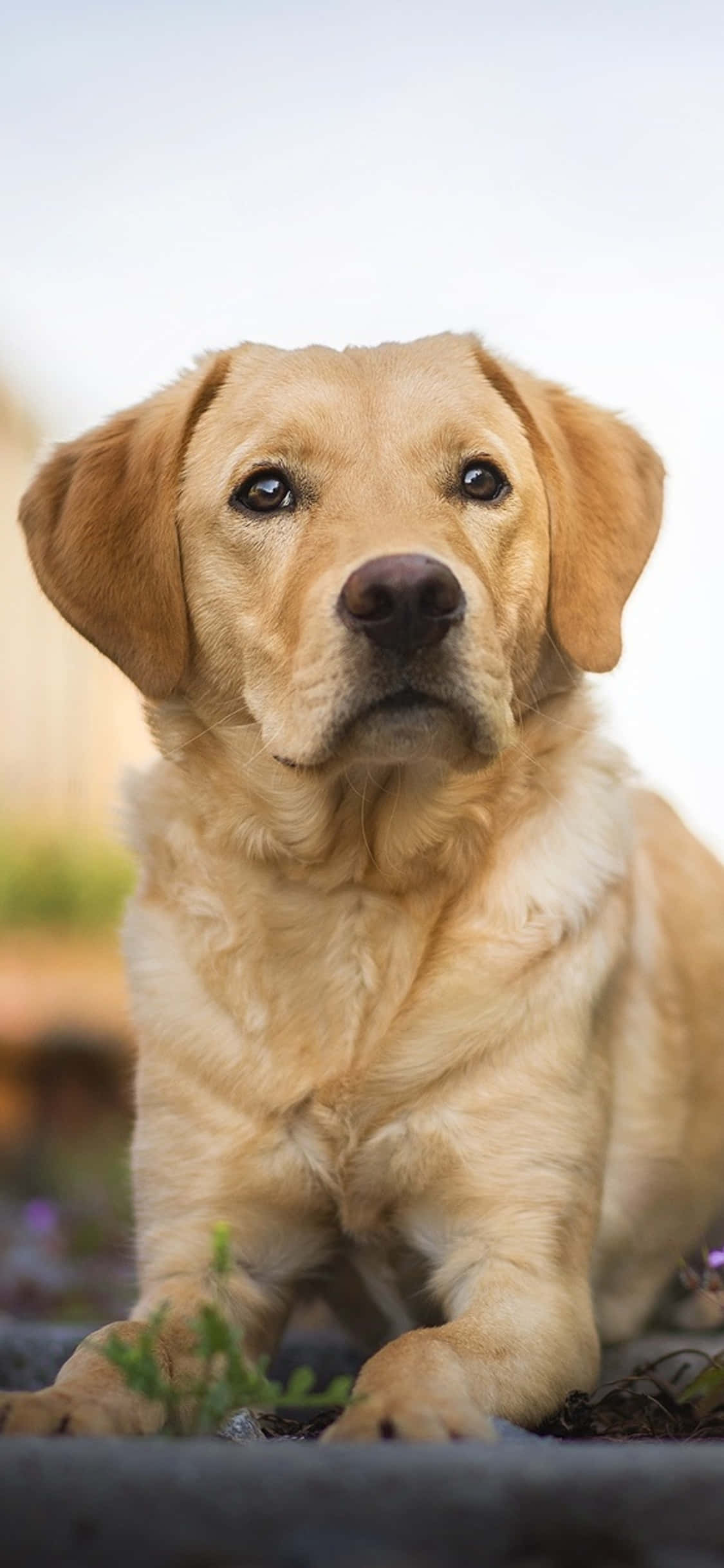 Labrador arka plan Duvar Kağıdı
