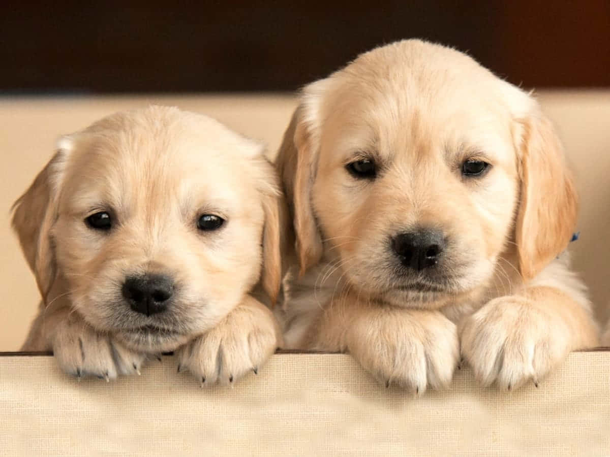 Labrador Retriever Sevimli Köpek Resmi Duvar Kağıdı