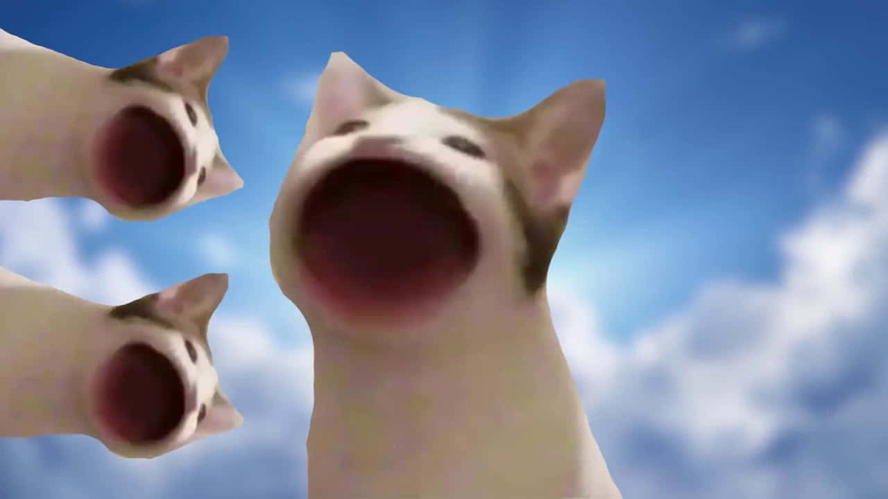 Lanetli Pop Cat Meme Resmi Duvar Kağıdı