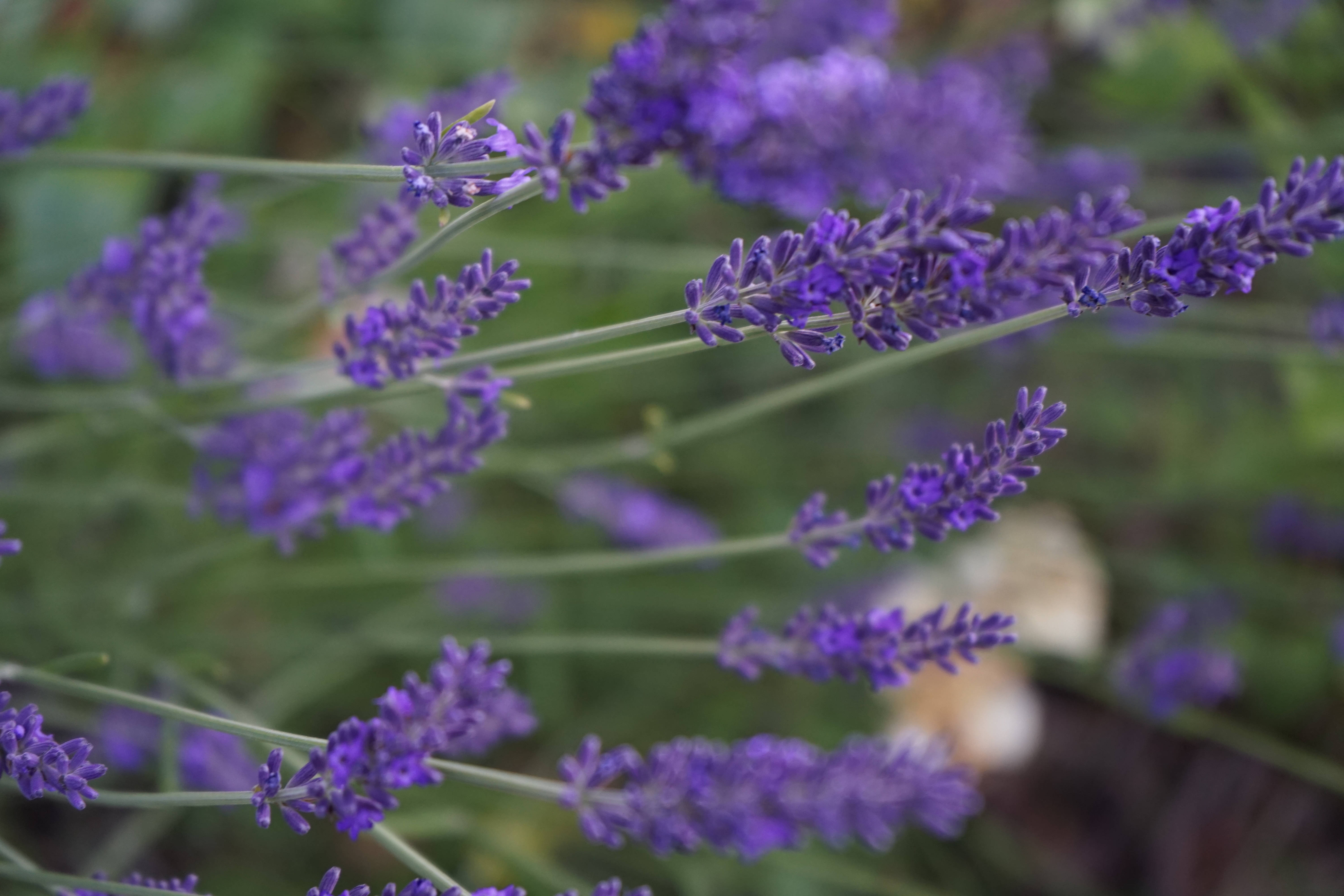 Lavanta Estetiği Çiçeklerin Yakın Çekimi Duvar Kağıdı