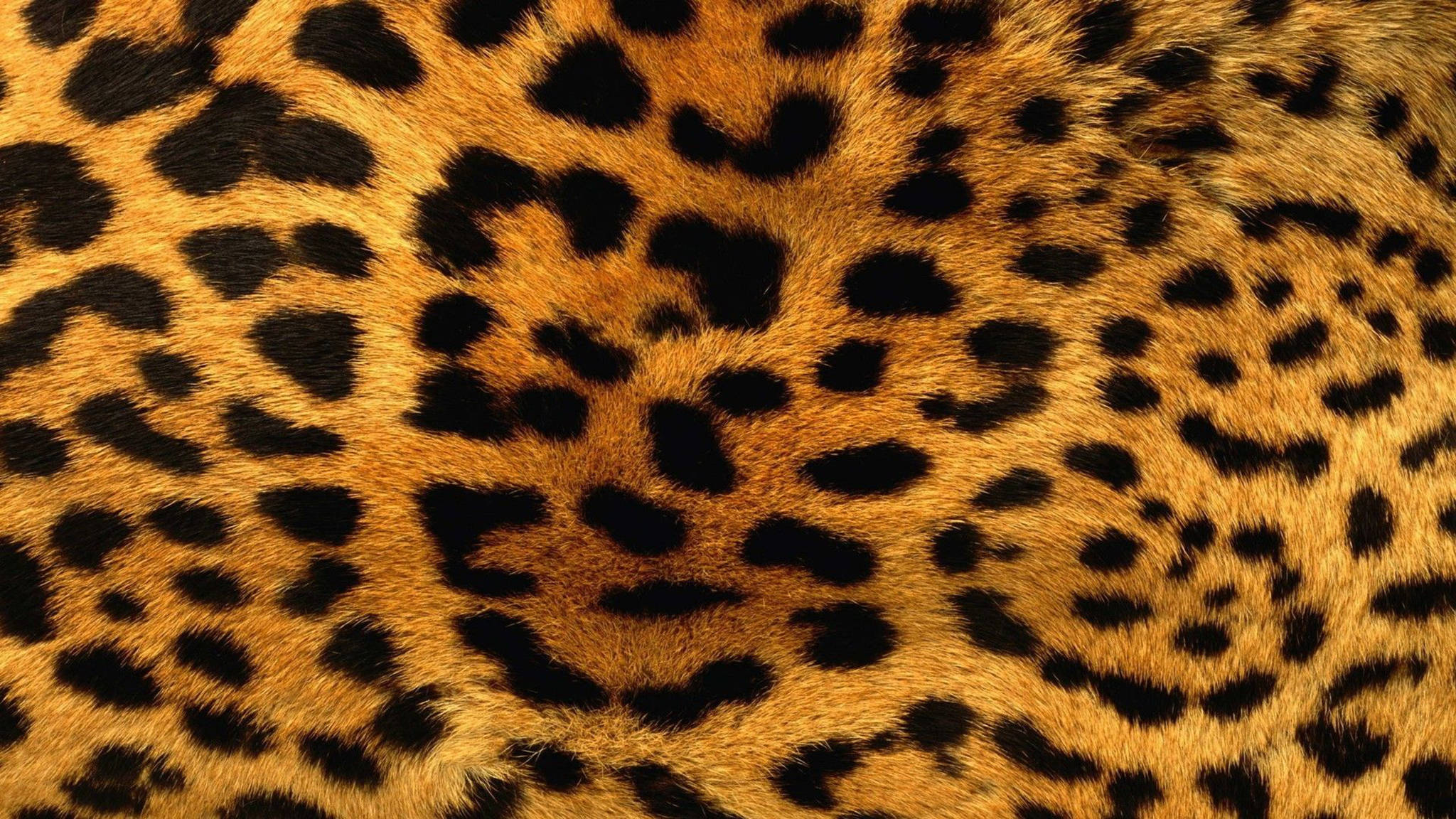 Leopar Havalı Desen Duvar Kağıdı