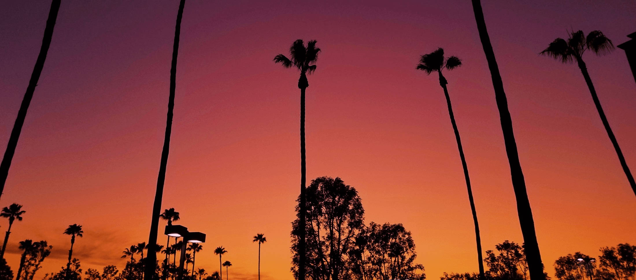 Los Angeles Gün Batımı Palmiyeler Üzerinde Duvar Kağıdı