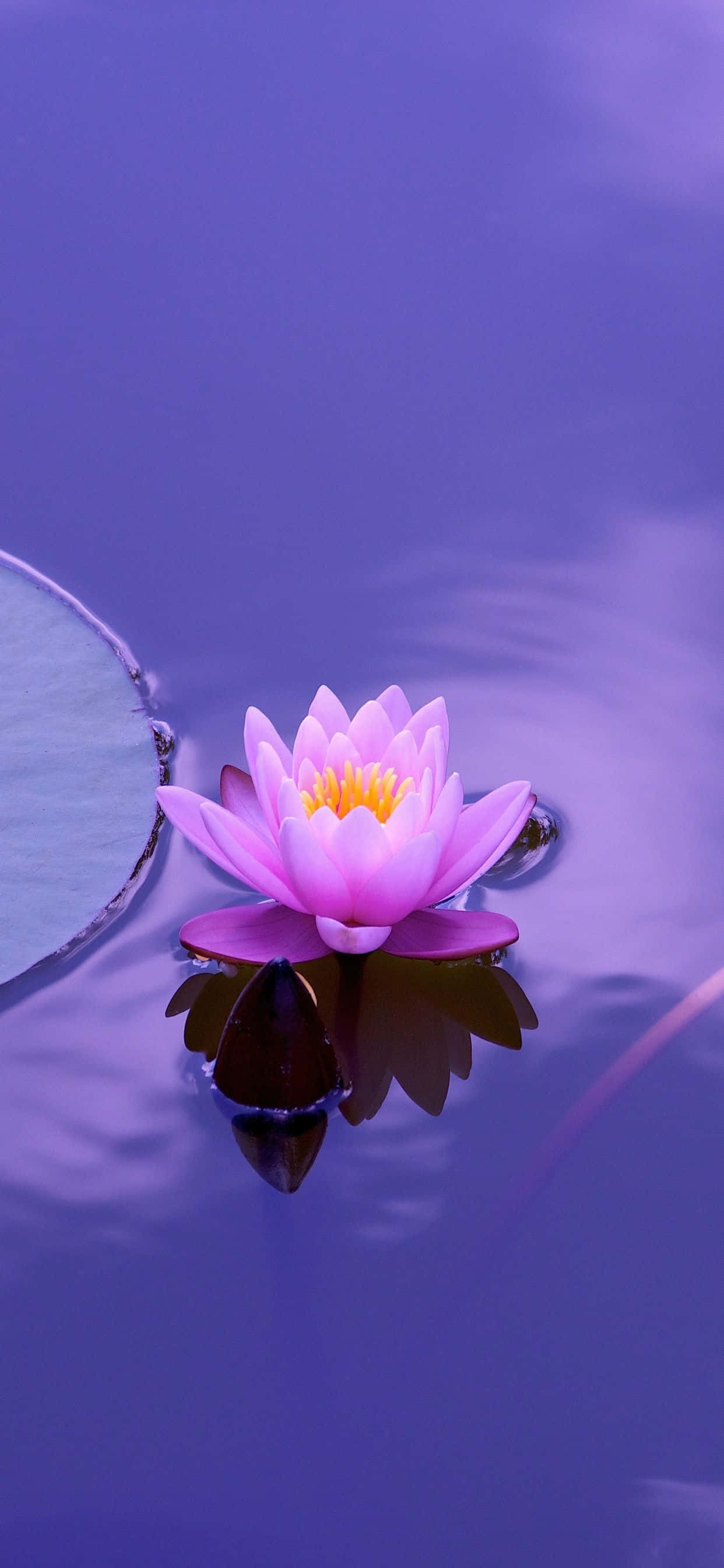 Lotus Çiçeği Resimleri Duvar Kağıdı