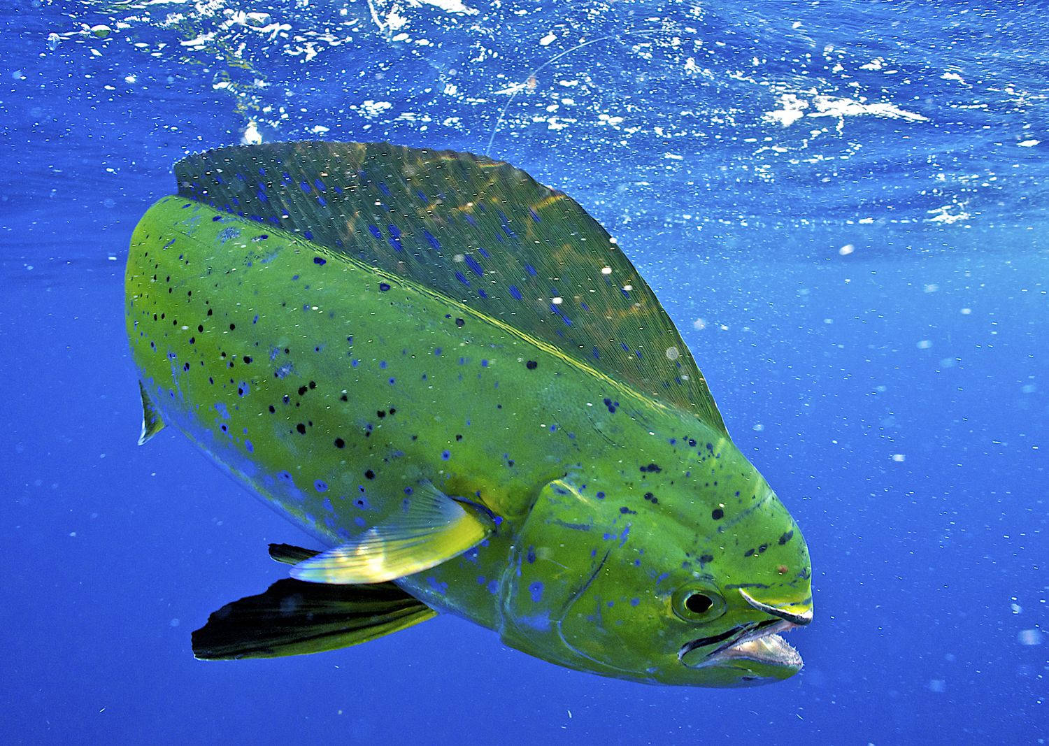 Mahi-Mahi Balığı Okyanus Yüzeyine Dokunuyor Duvar Kağıdı