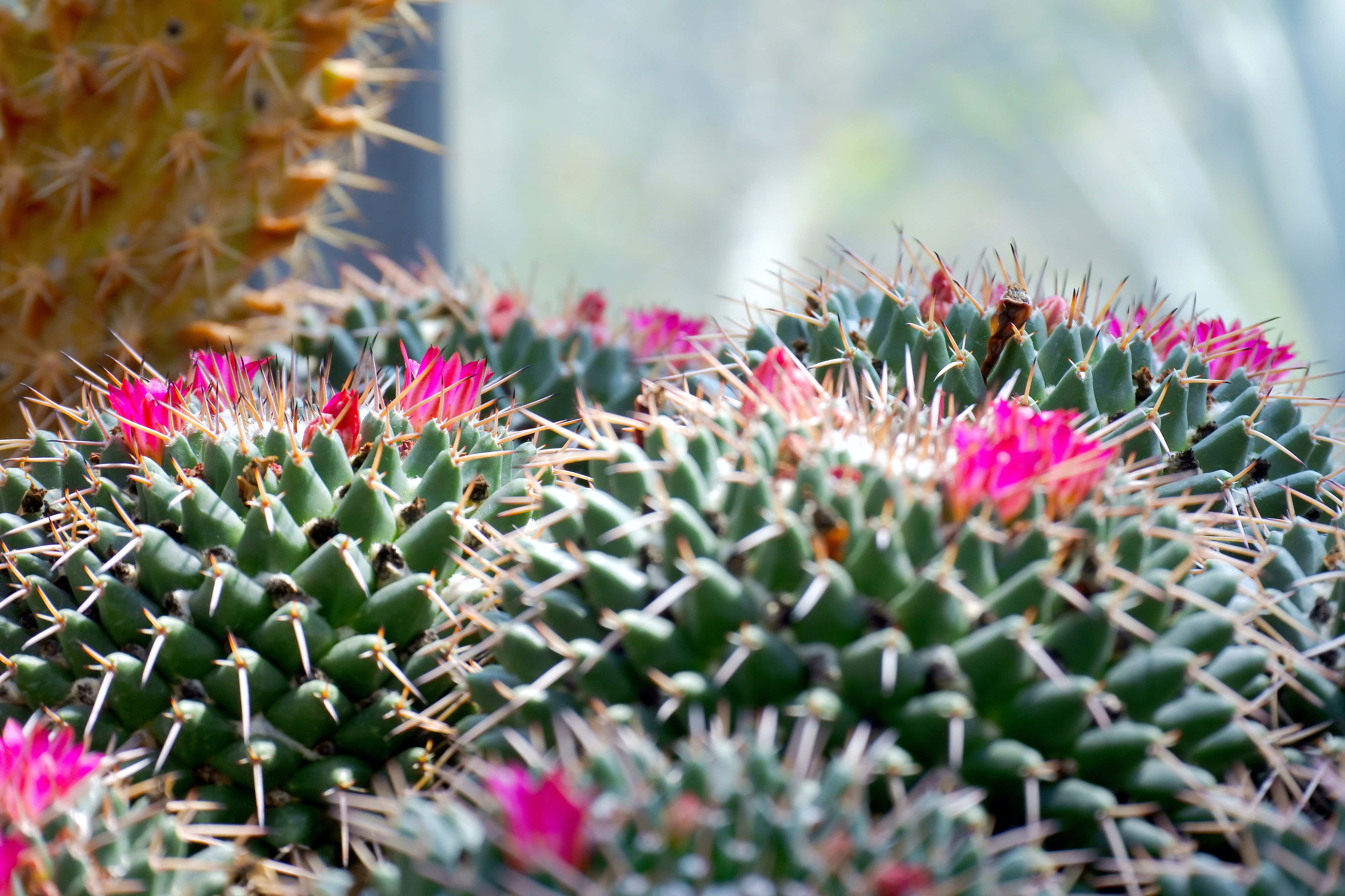 Mammillaria Polythele Kaktüs Çiçeği Duvar Kağıdı