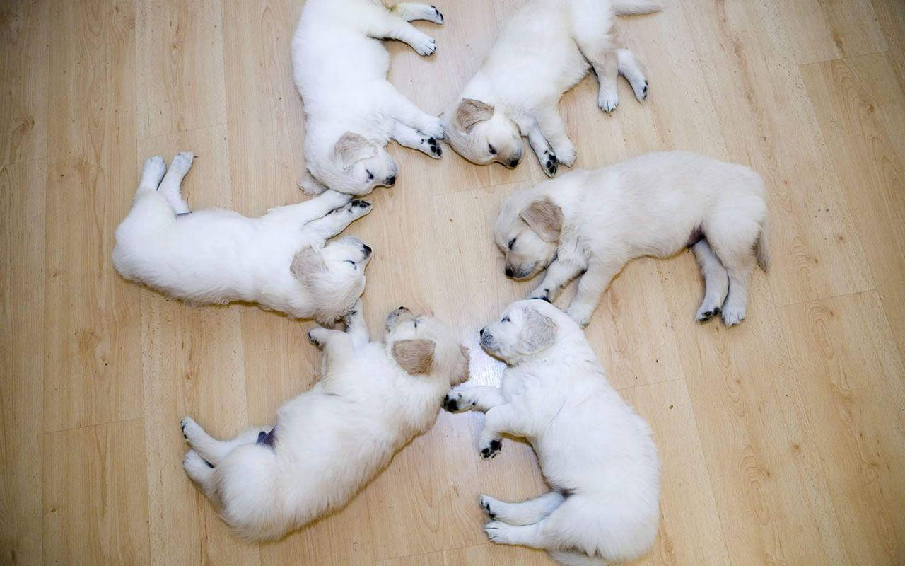 Masumiyetin Bir Yansıması - Sevimli Tüylü Köpek Duvar Kağıdı