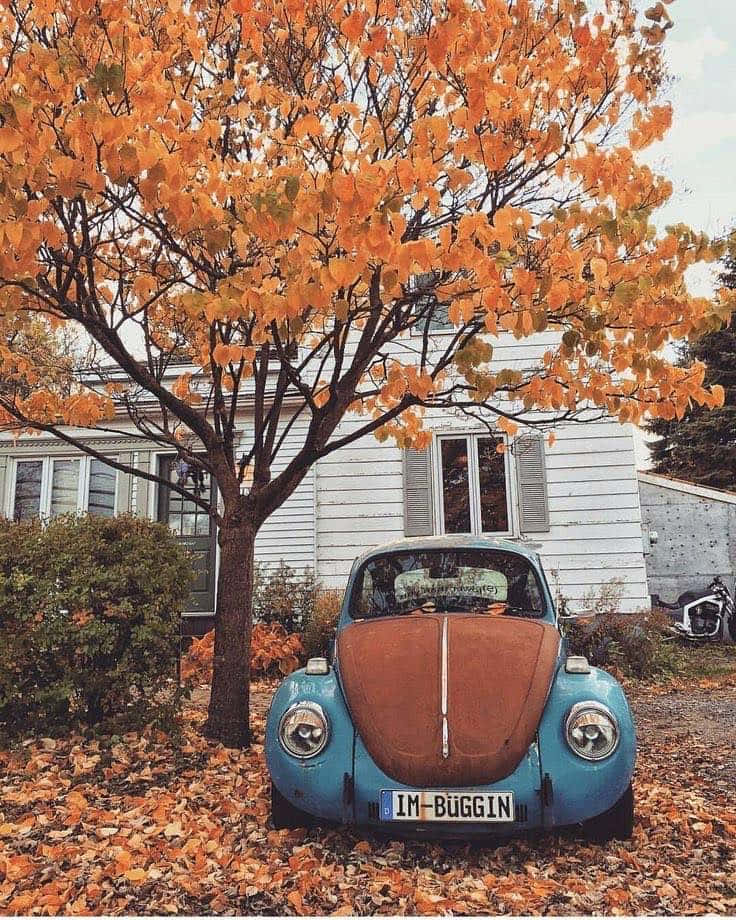 mavi bir vw beetle, önünde yapraklar olan bir evin önüne park etmiş Duvar Kağıdı