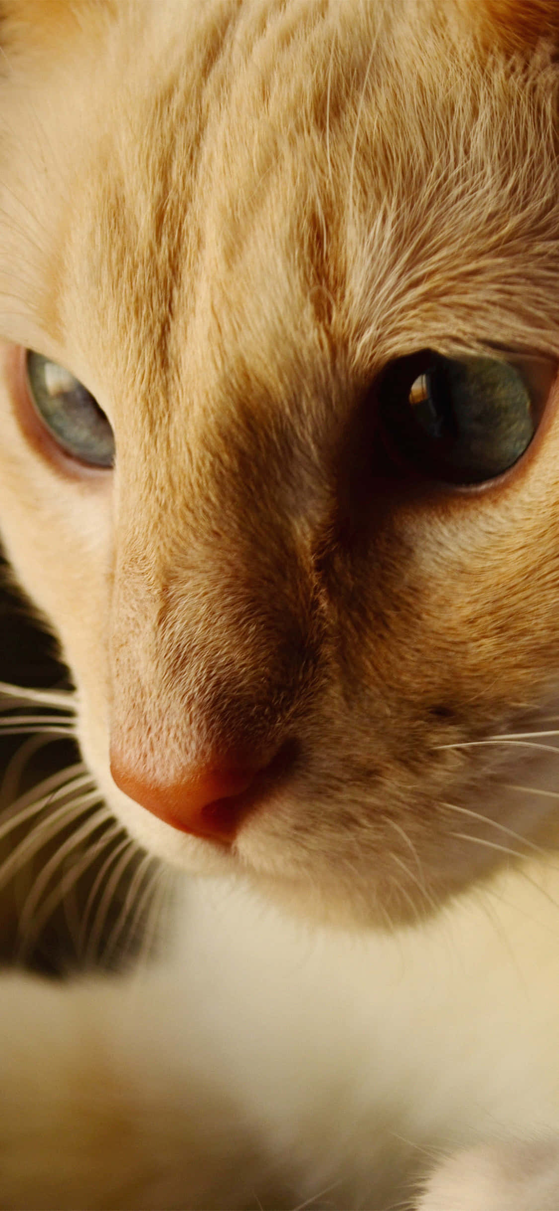 mavi gözlü bir kedi Duvar Kağıdı