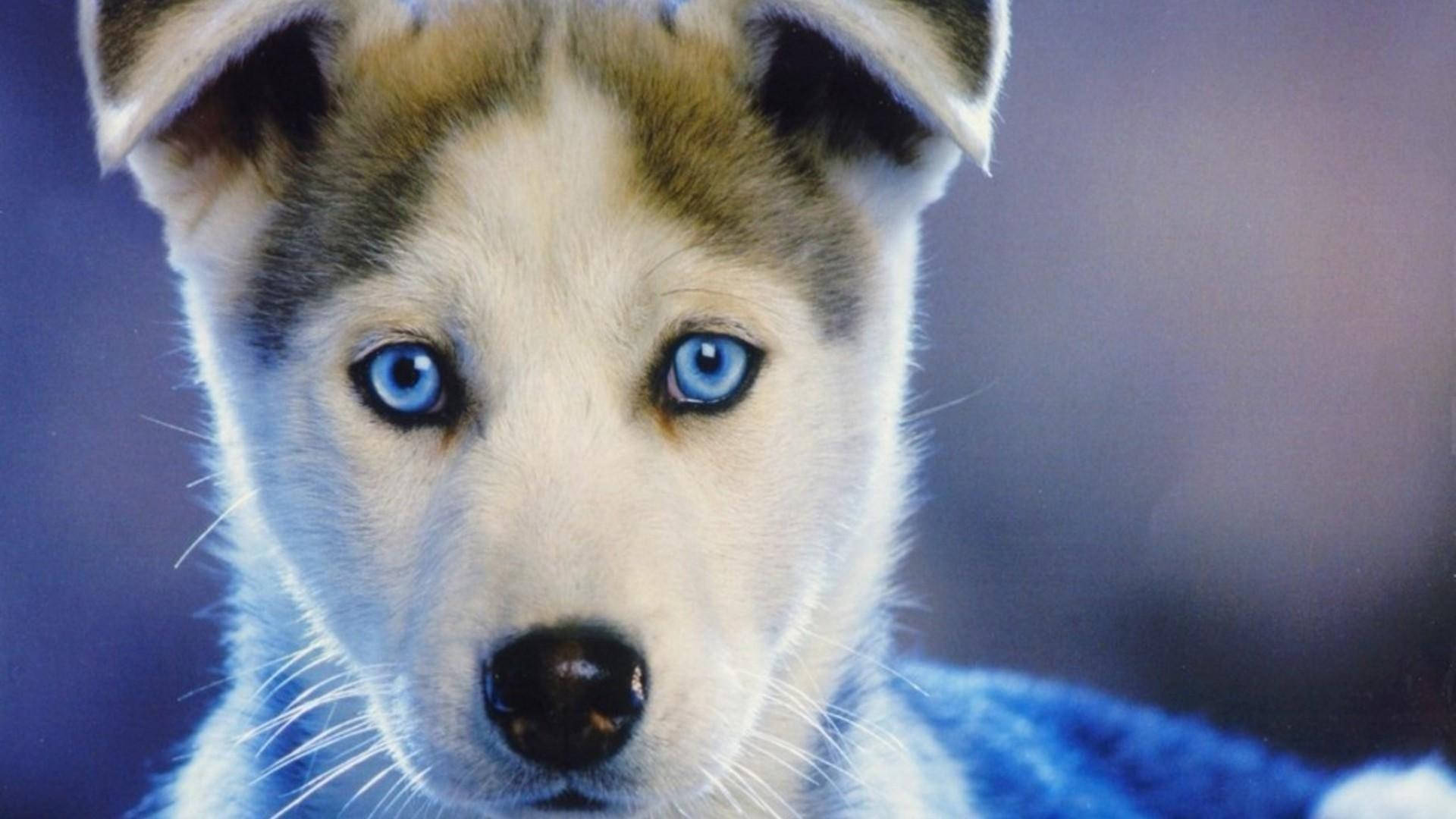 Mavi Gözlü Kahverengi Husky Yavrusu Duvar Kağıdı