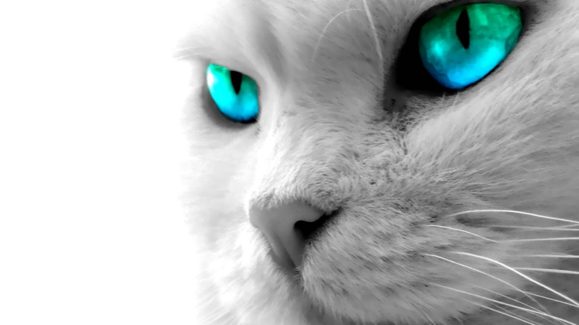 Mavi Gözlü Kedi Bilgisayar Duvar Kağıdı