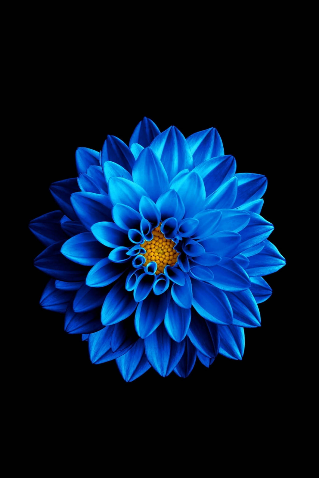 Mavi Lotus Çiçeği iPhone 4s Duvar Kağıdı
