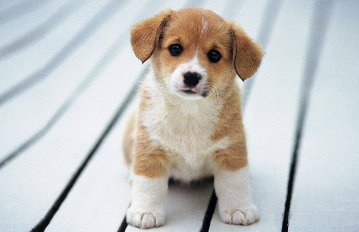 Meraklı Sevimli Corgi Köpek Duvar Kağıdı