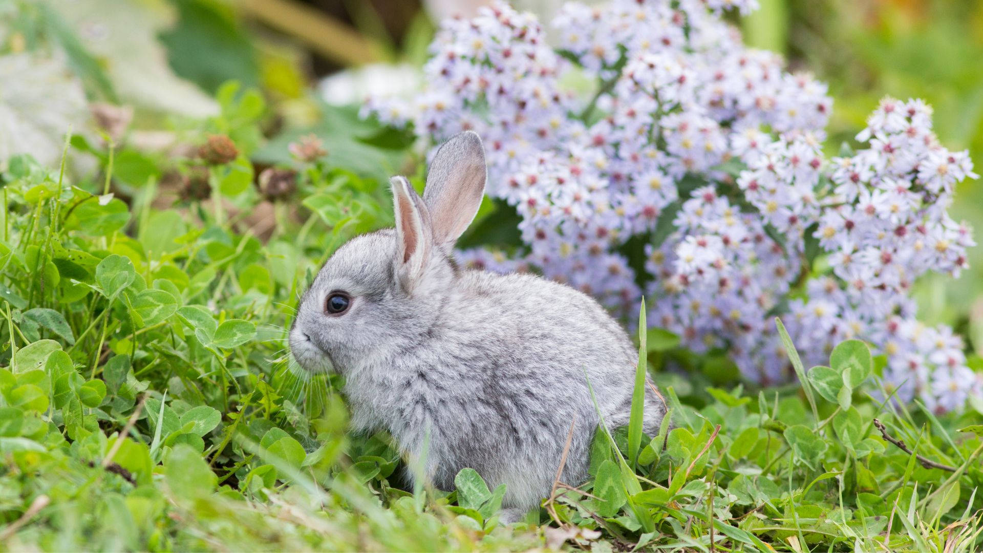 Minik Gri Bebek Tavşan Duvar Kağıdı