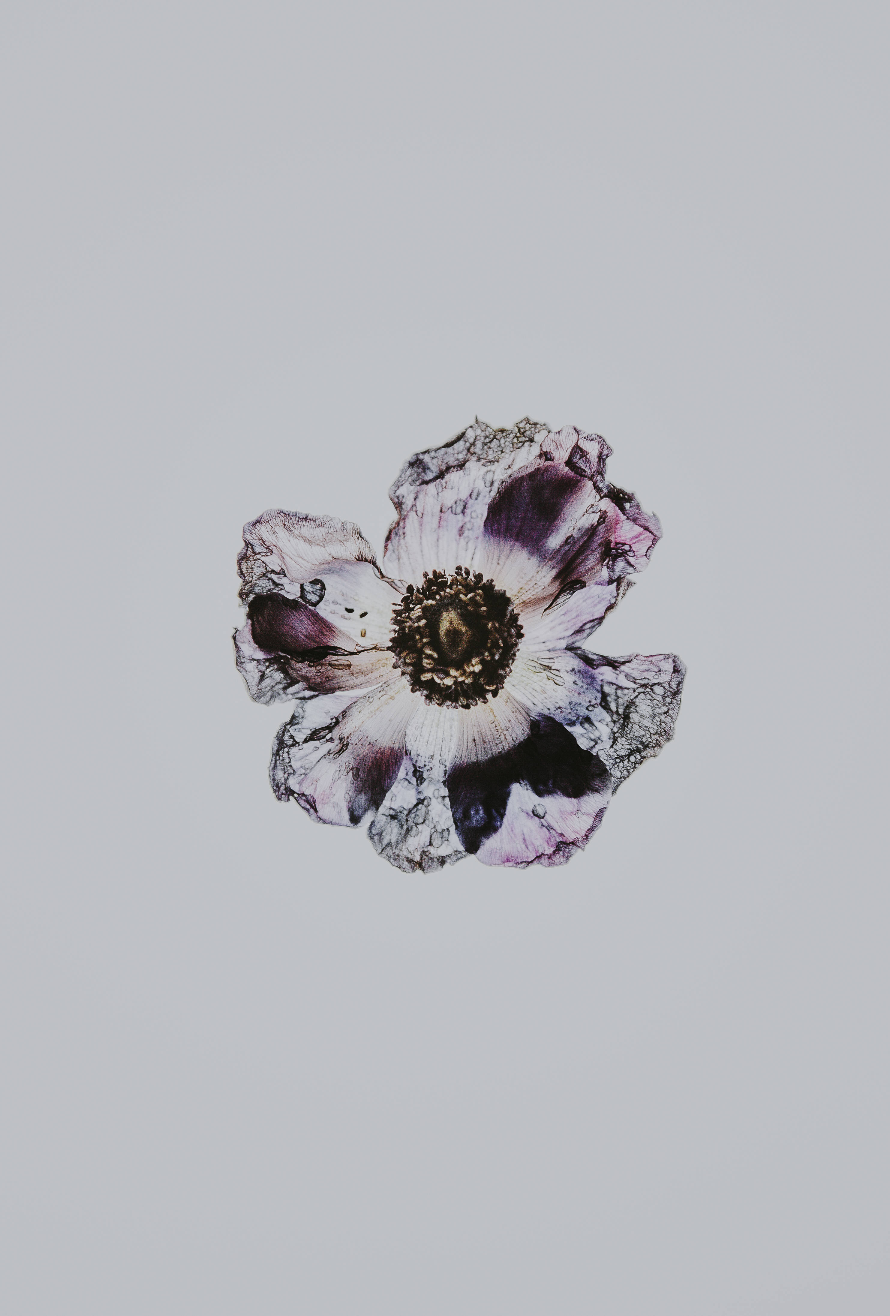 Minimalist Bordo Koyu Çiçek Duvar Kağıdı