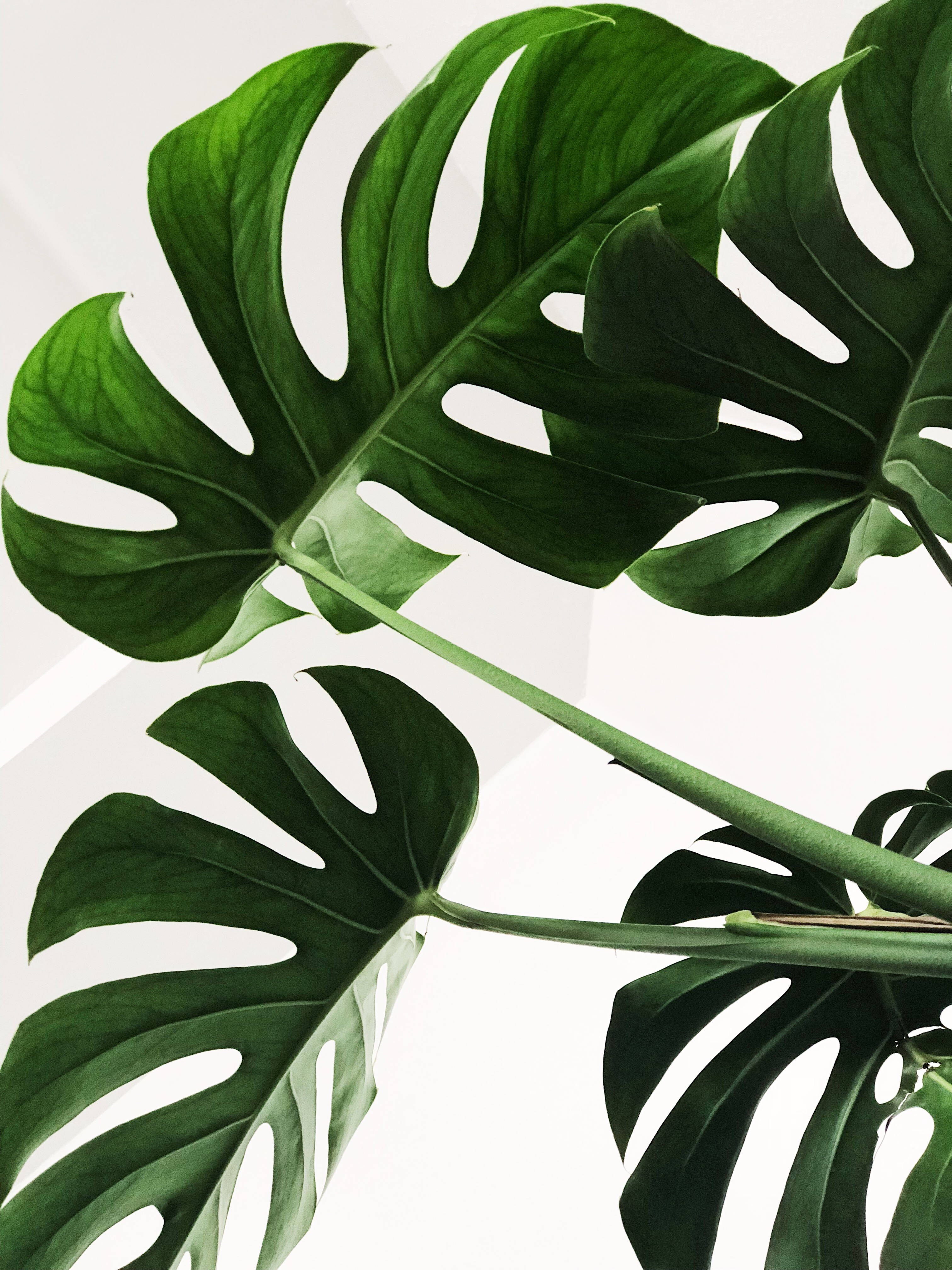 Minimalist Deve Tabanı Yaprakları Duvar Kağıdı