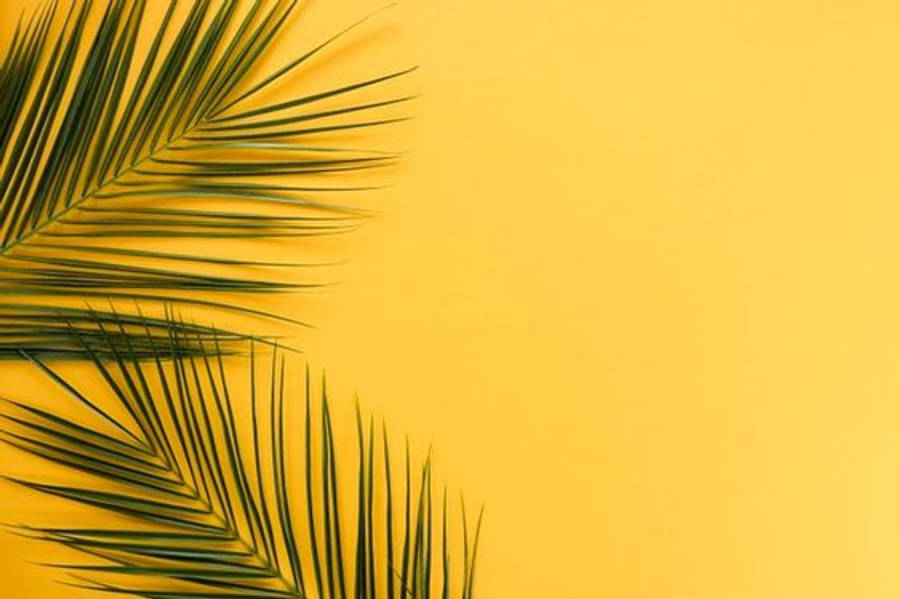 Minimalist Estetik Palmiye Yaprakları Duvar Kağıdı