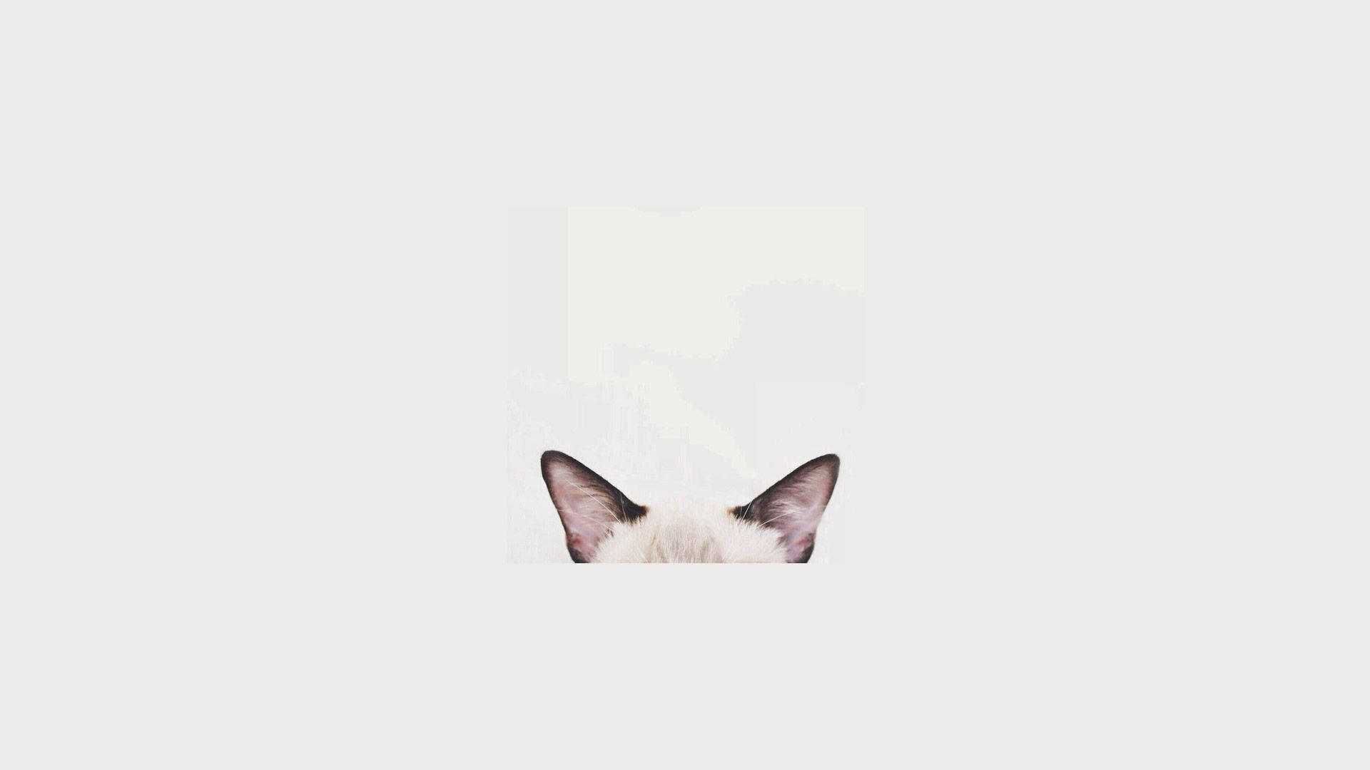 Minimalist Kedi Kafa Estetiği Dizüstü Bilgisayar Duvar Kağıdı