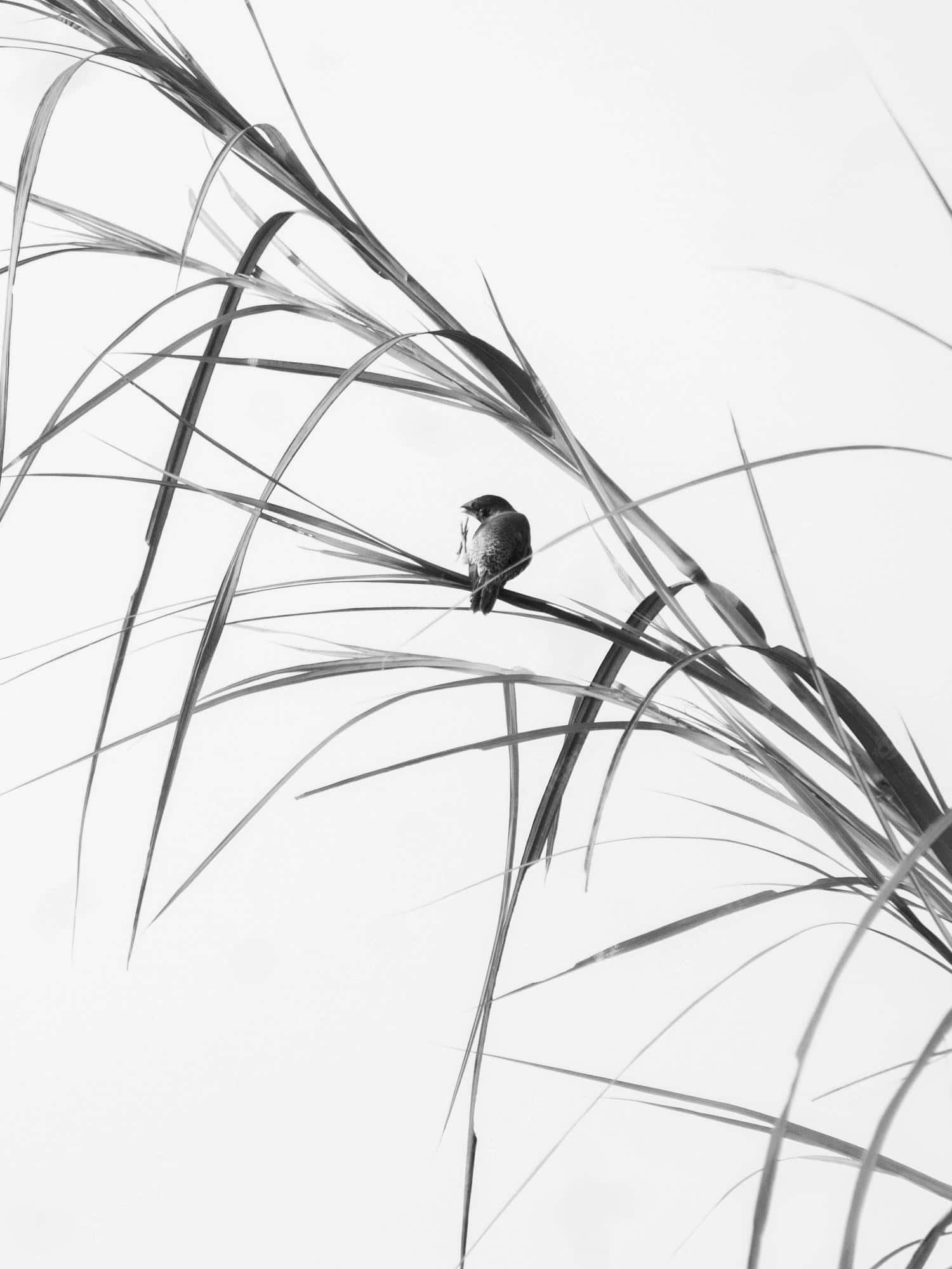 Minimalist Siyah Beyaz Sanat Duvar Kağıdı