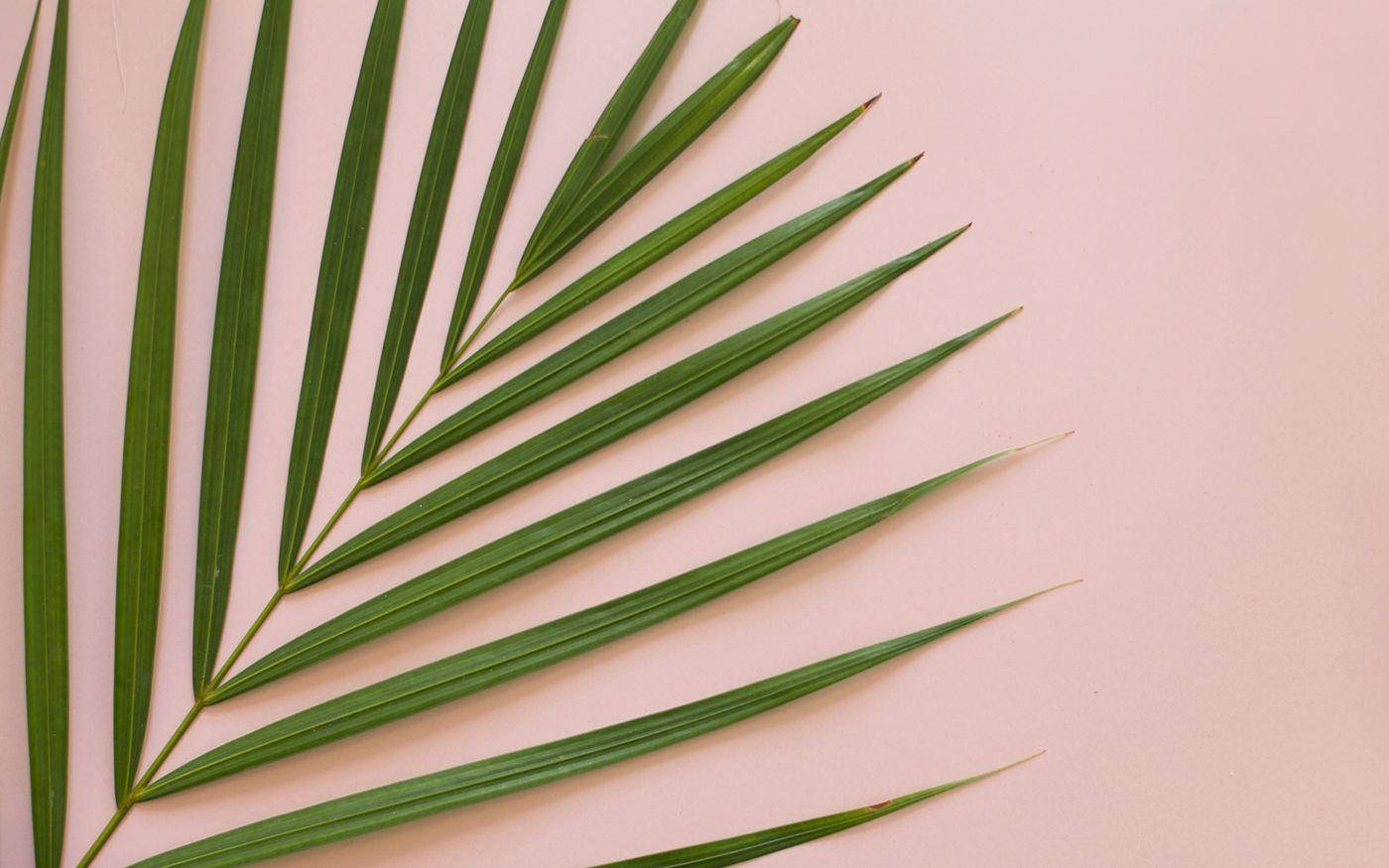 Minimalist Yaz Estetiği Palmiye Yaprağı Duvar Kağıdı