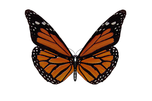 Monarch Kelebeği Siyah Arkaplan Duvar Kağıdı