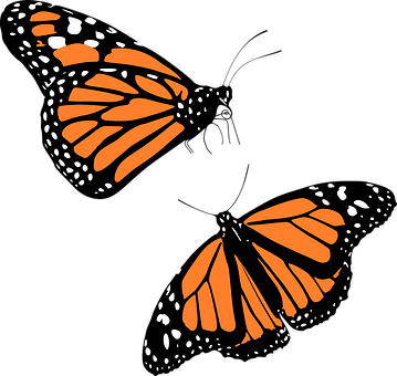 Monarch Kelebek Grafiği Duvar Kağıdı