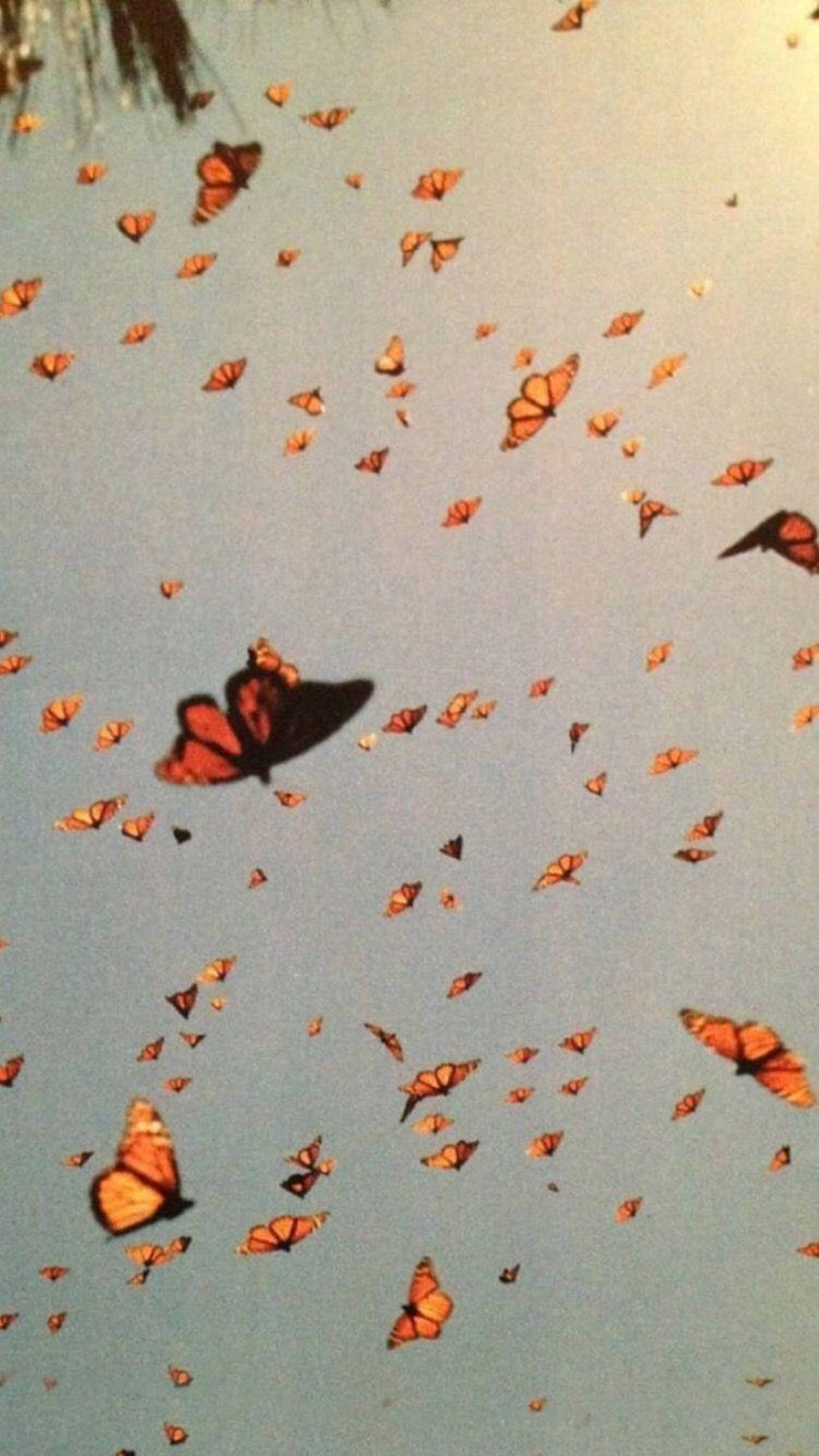 Monarch Kelebekleri Estetik VSCO Duvar Kağıdı